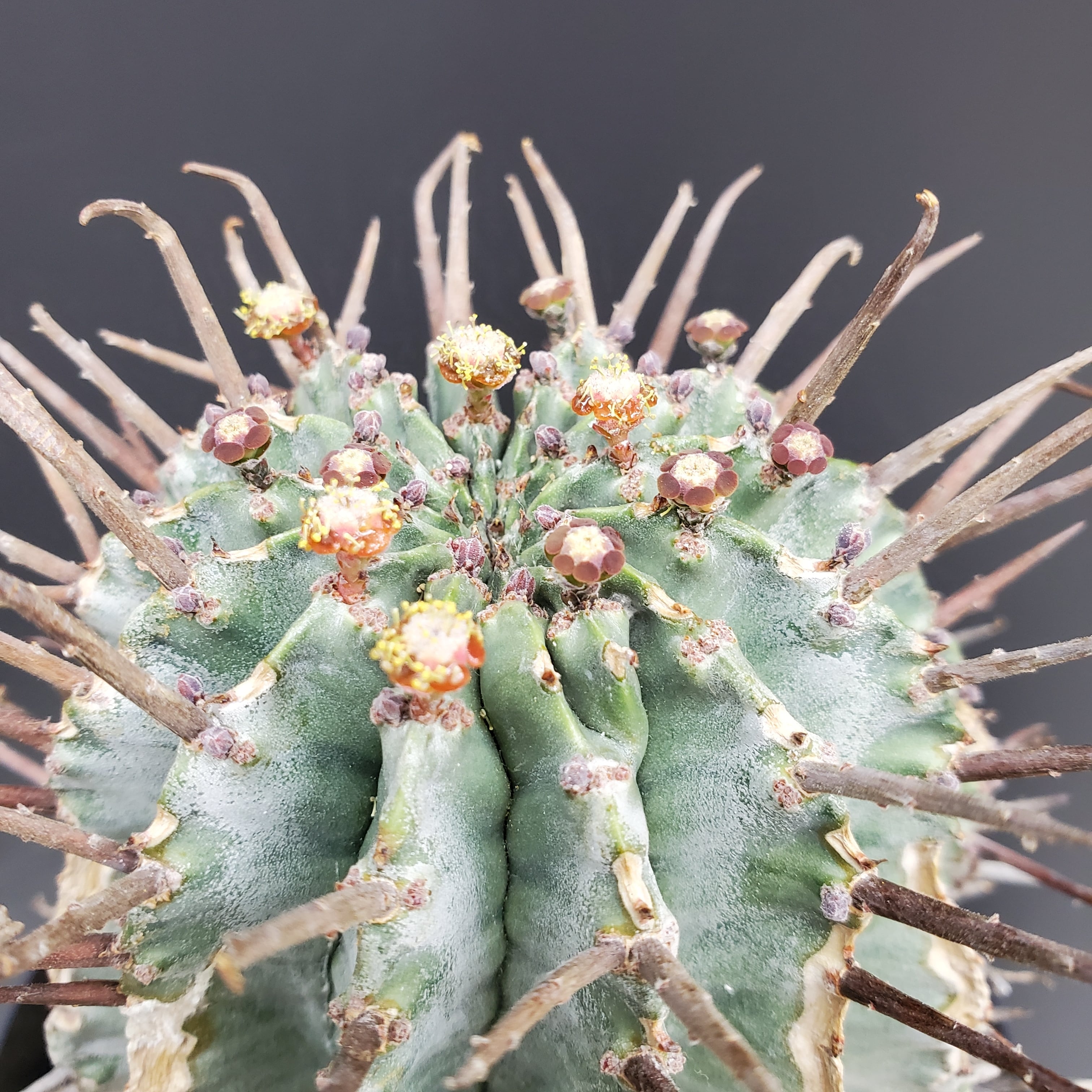 白衣強棘ホリダ】 Euphorbia horrida ユーフォルビア ホリダ 白衣強棘ホリダ】 Euphorbia horrida ユーフォルビア ホリダ