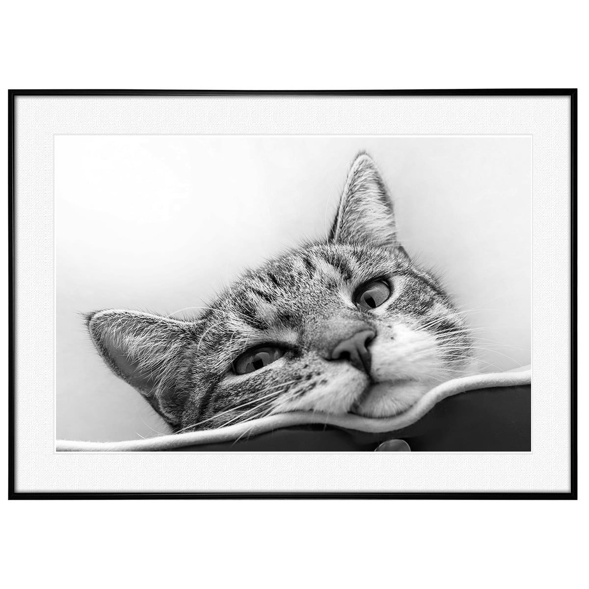 動物写真 猫 インテリア モノクロアートポスター額装 AS0183