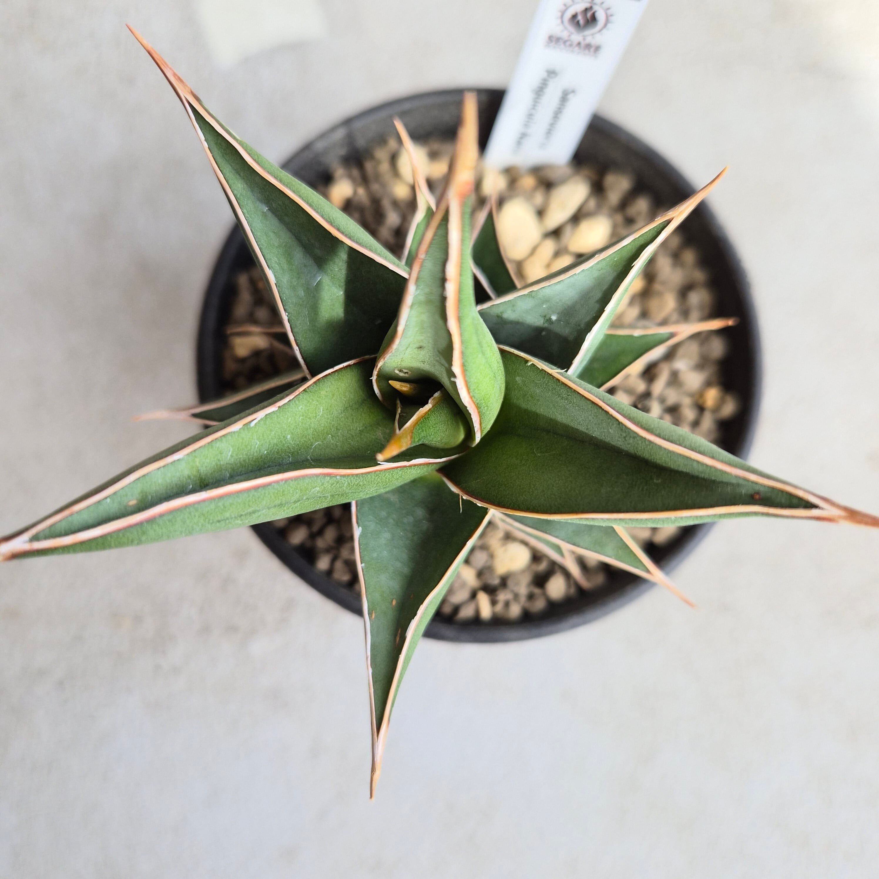 サンスベリア・ピングイキュラ・ナナ（Sansevieria pinguicula subsp