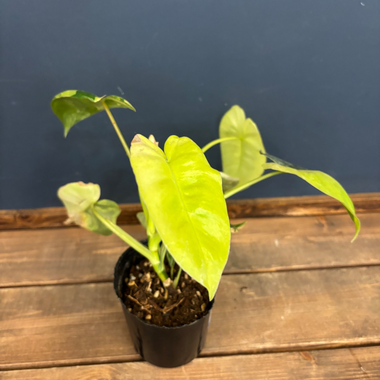 フィロデンドロン　バールマルクス　バリエガータ【1021】