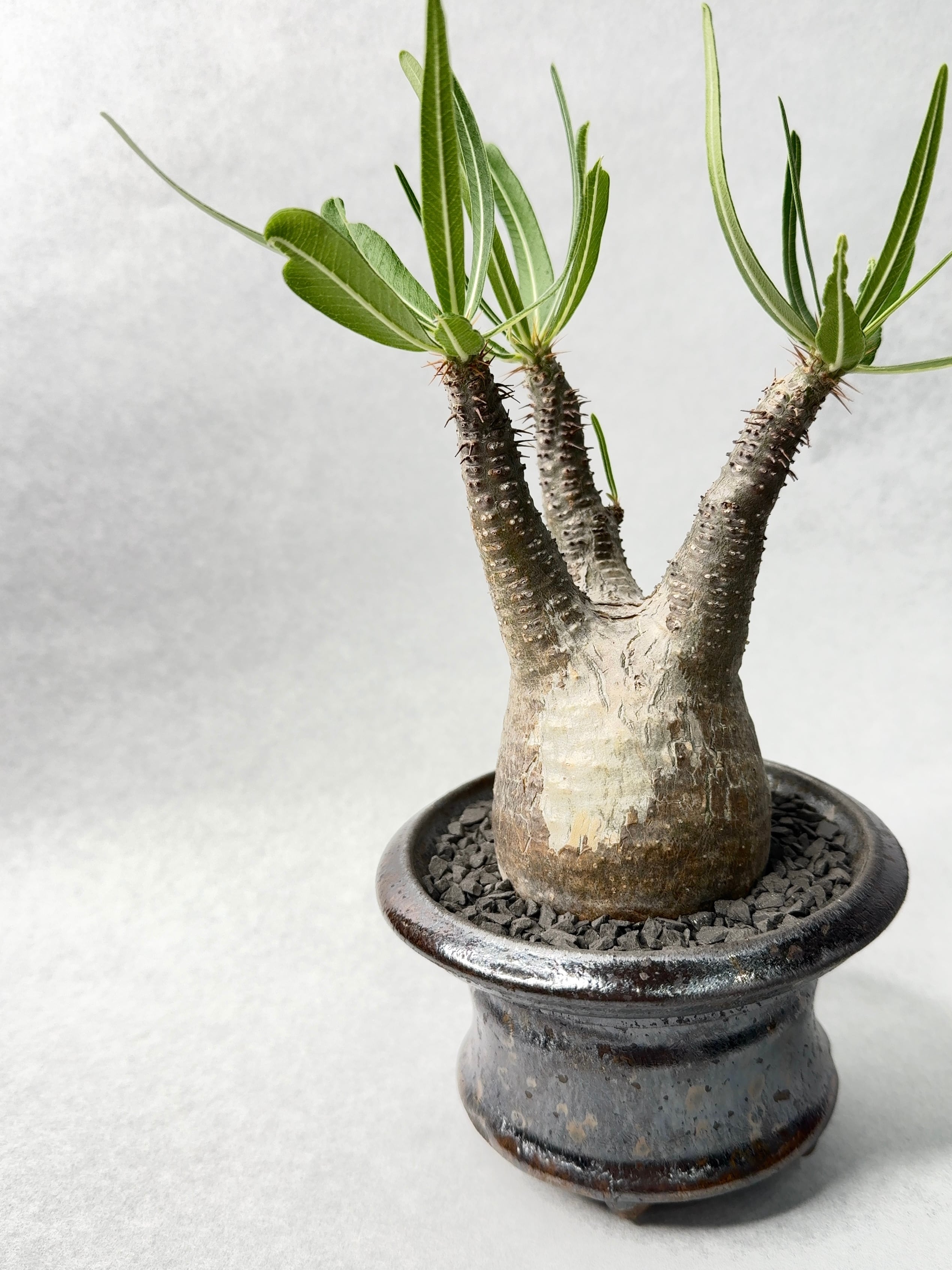 パキポディウム・グラキリス | trigger