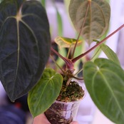 Anthurium Papillilaminum Guna Yala x Forgetii Dark⑥│観葉植物