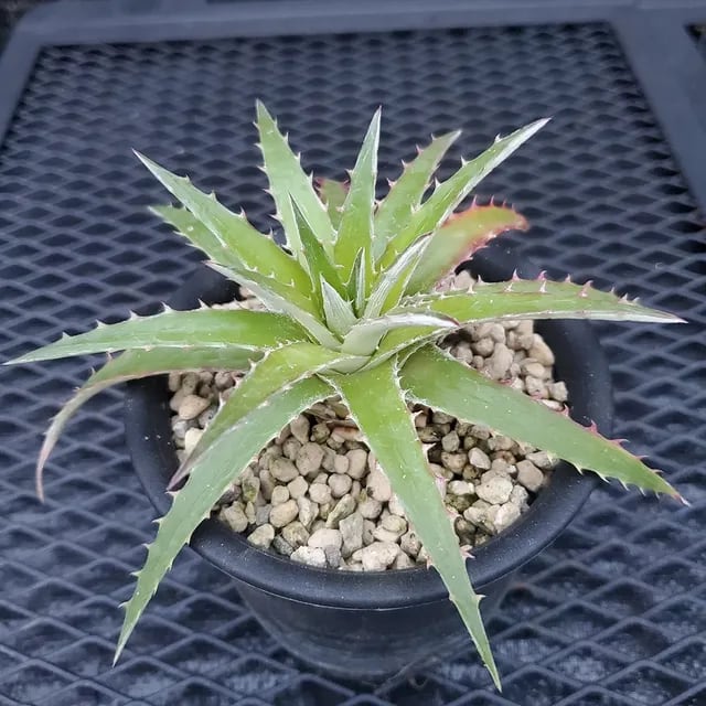 F00573_Dyckia goiana：ディッキア・ゴイアナ（子株） | レアプランツ