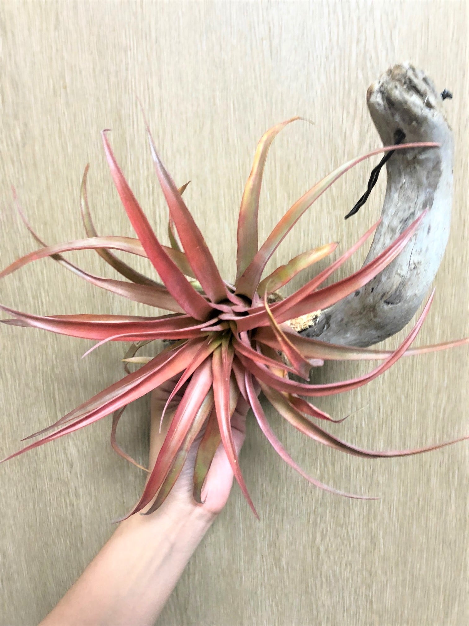 チランジア パチャラ レッドベルベット スカーレットレッド