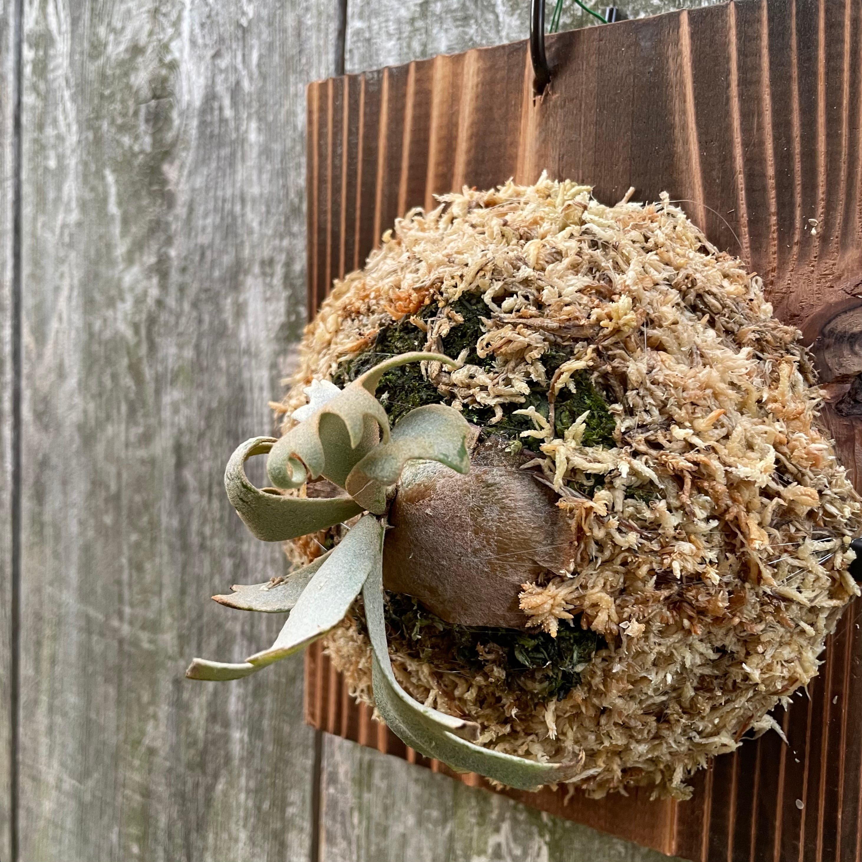 P.willinckii dwarf はなはだしく  