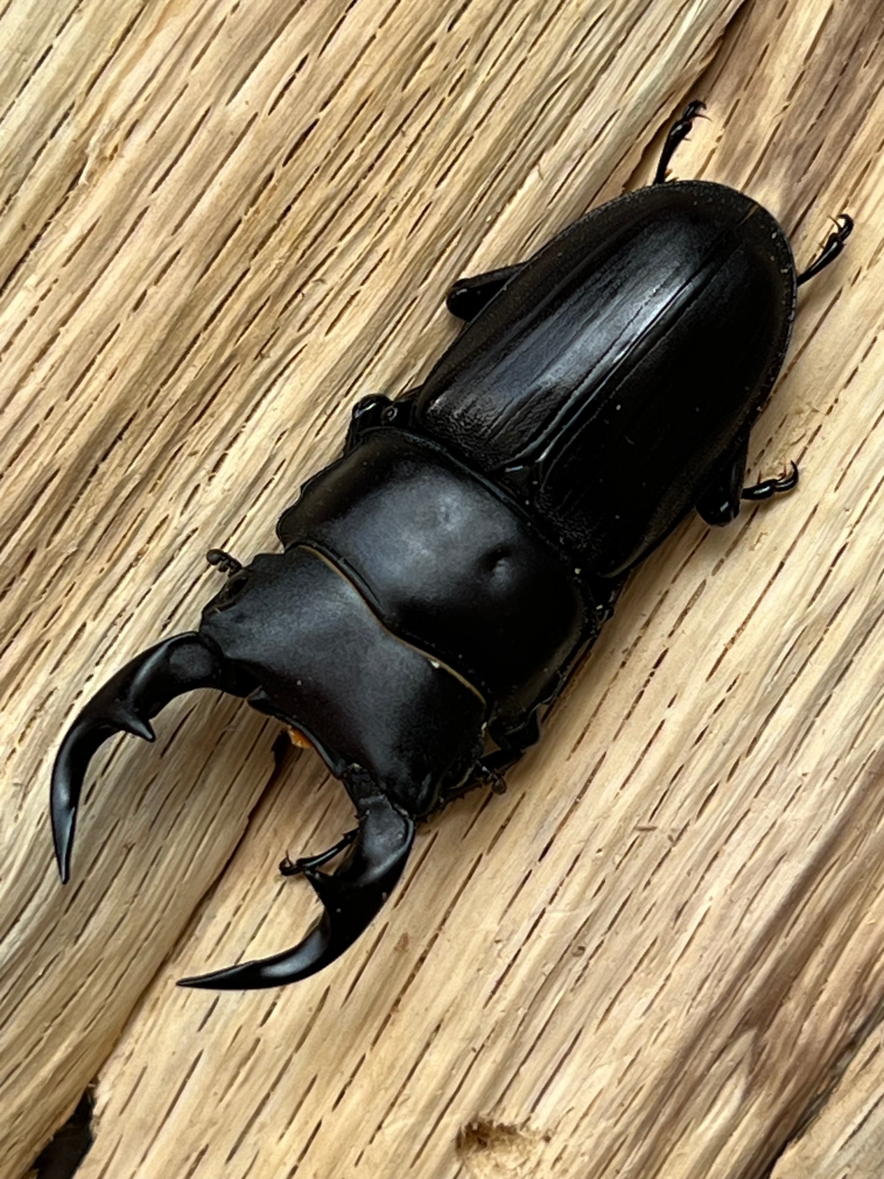 16】♂57mm・♀34mm本土ヒラタクワガタ ペア 群馬県産 | PAY ID