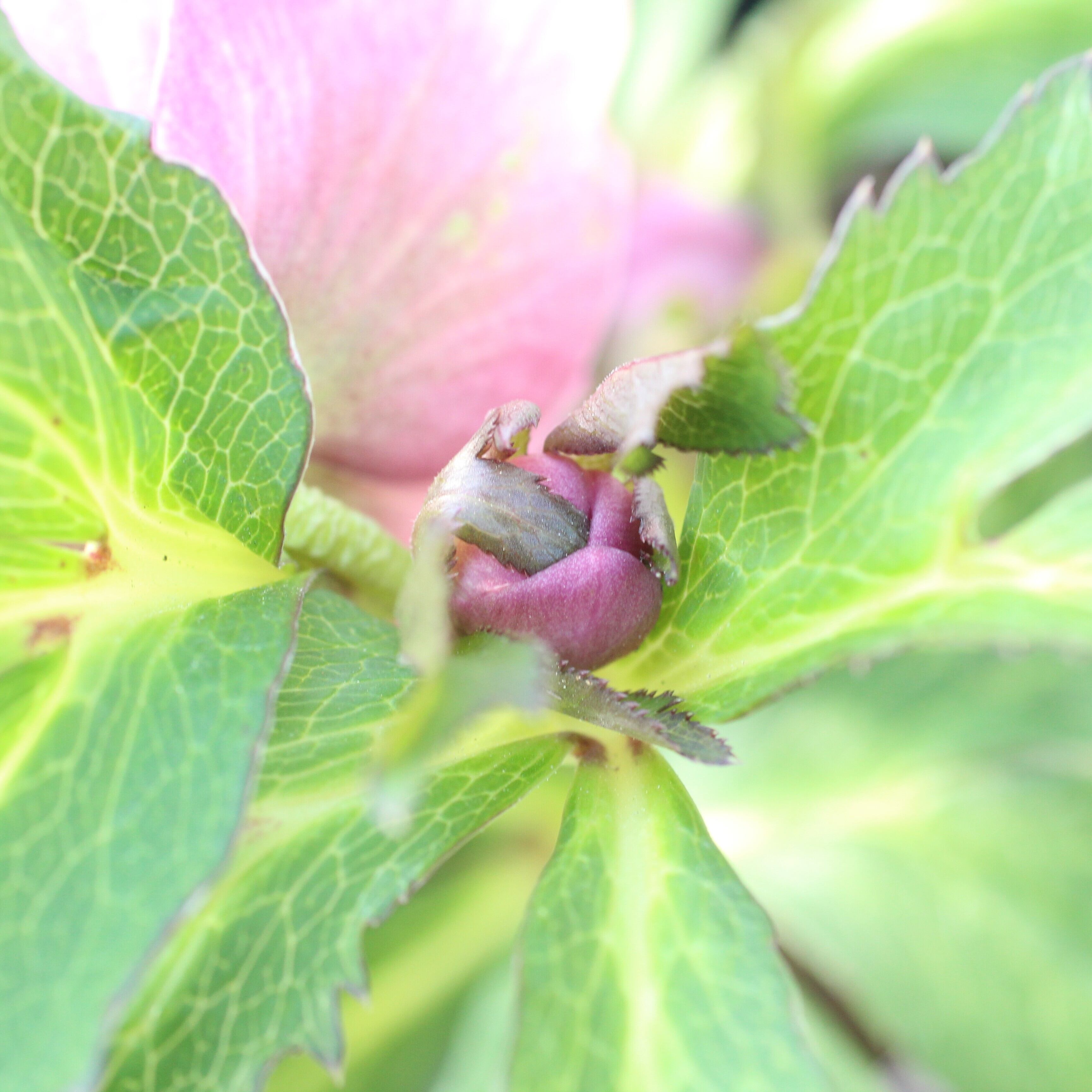 WS26-022 クリスマスローズ ウィンターシンフォニー 春色ピンクダブル