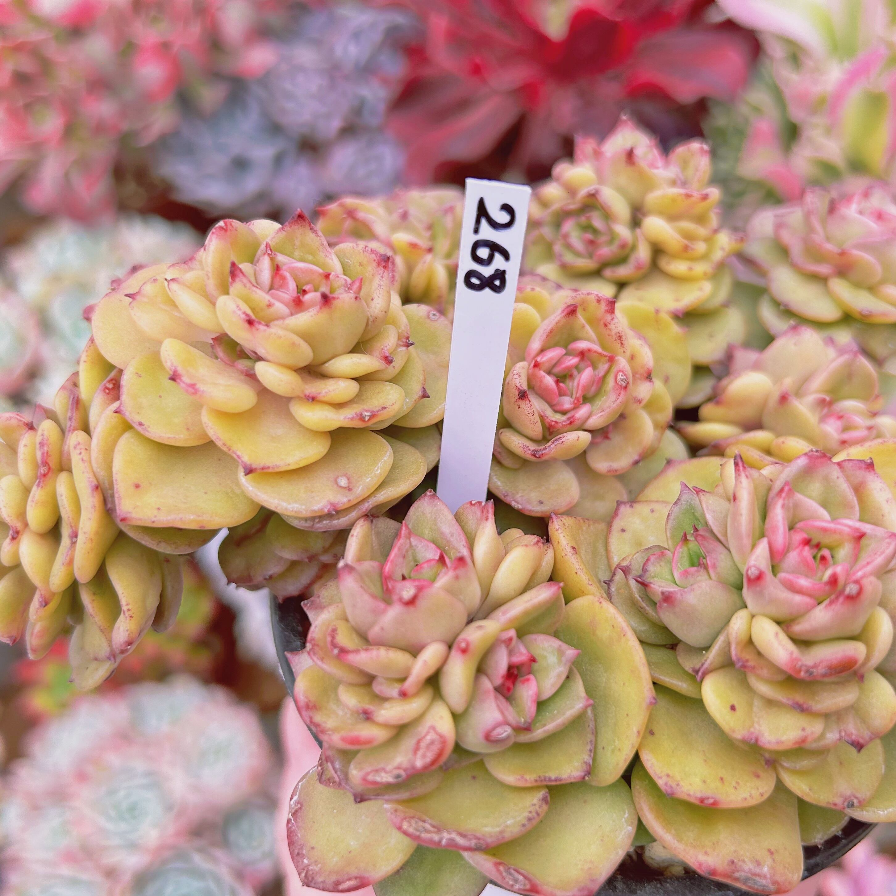 268現物 多肉植物 ヌダ 特大 | るる農園~多肉植物専門