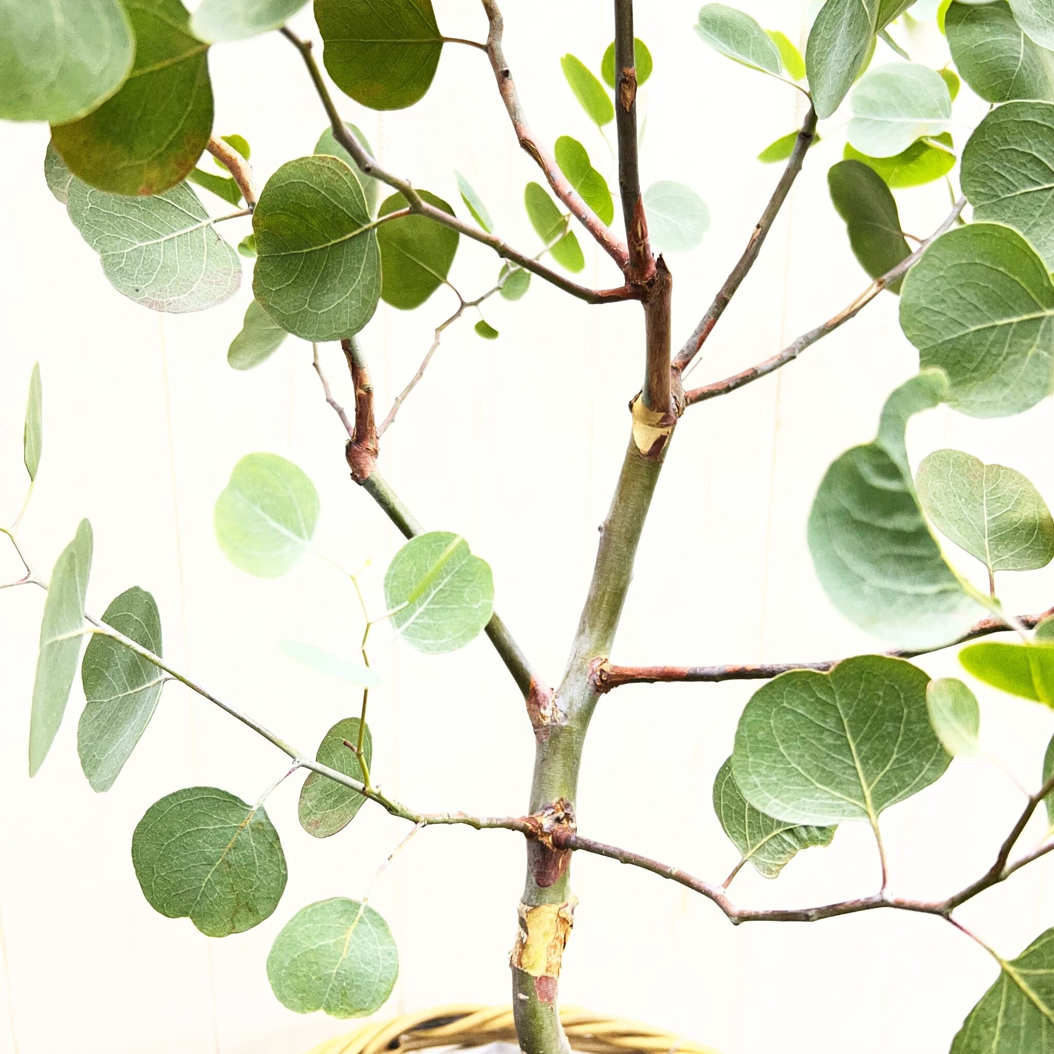 厳選樹形 幹太め ユーカリ ポポラス | PLANTS SHOP OLIVE