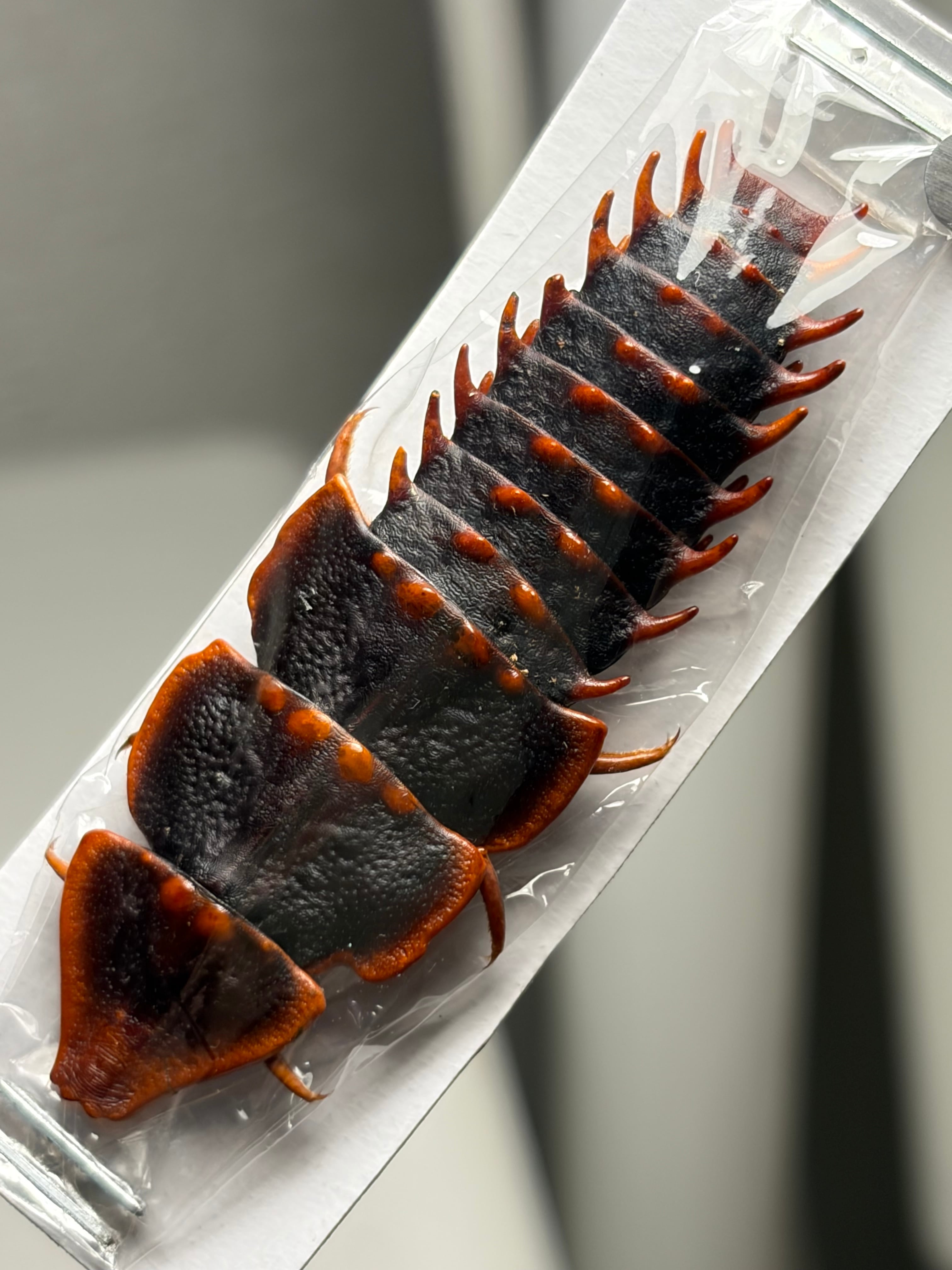 ベニボタルの一種 昆虫標本　ホタル標本　蛍タランチュラムカデセンチピードサソリ 53a0492bae2f368f9bb1afdc97bc9a