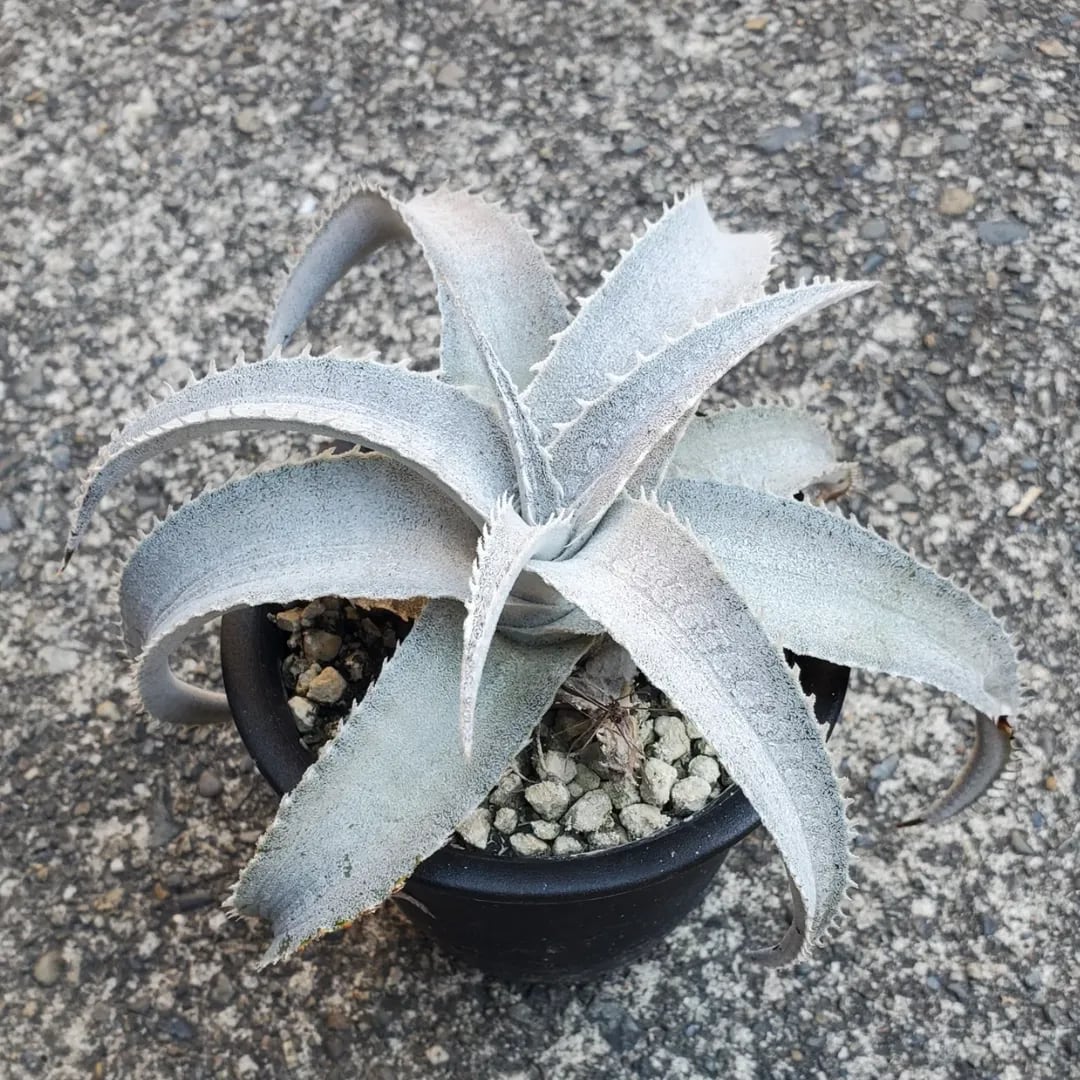 Dyckia（ディッキア） | レアプランツ通販サイトPlants Maniax