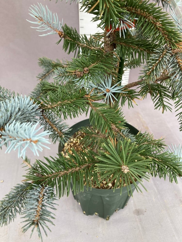 現品1128A】ピセア・プンゲンス・ホプシー7号 | 日本ライン花木センター