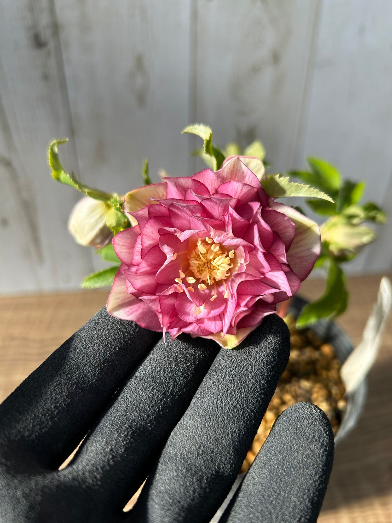 ≪EC≫クリスマスローズ（加藤農園）ディオーネ CR-KT039 [サイズ: 4.5