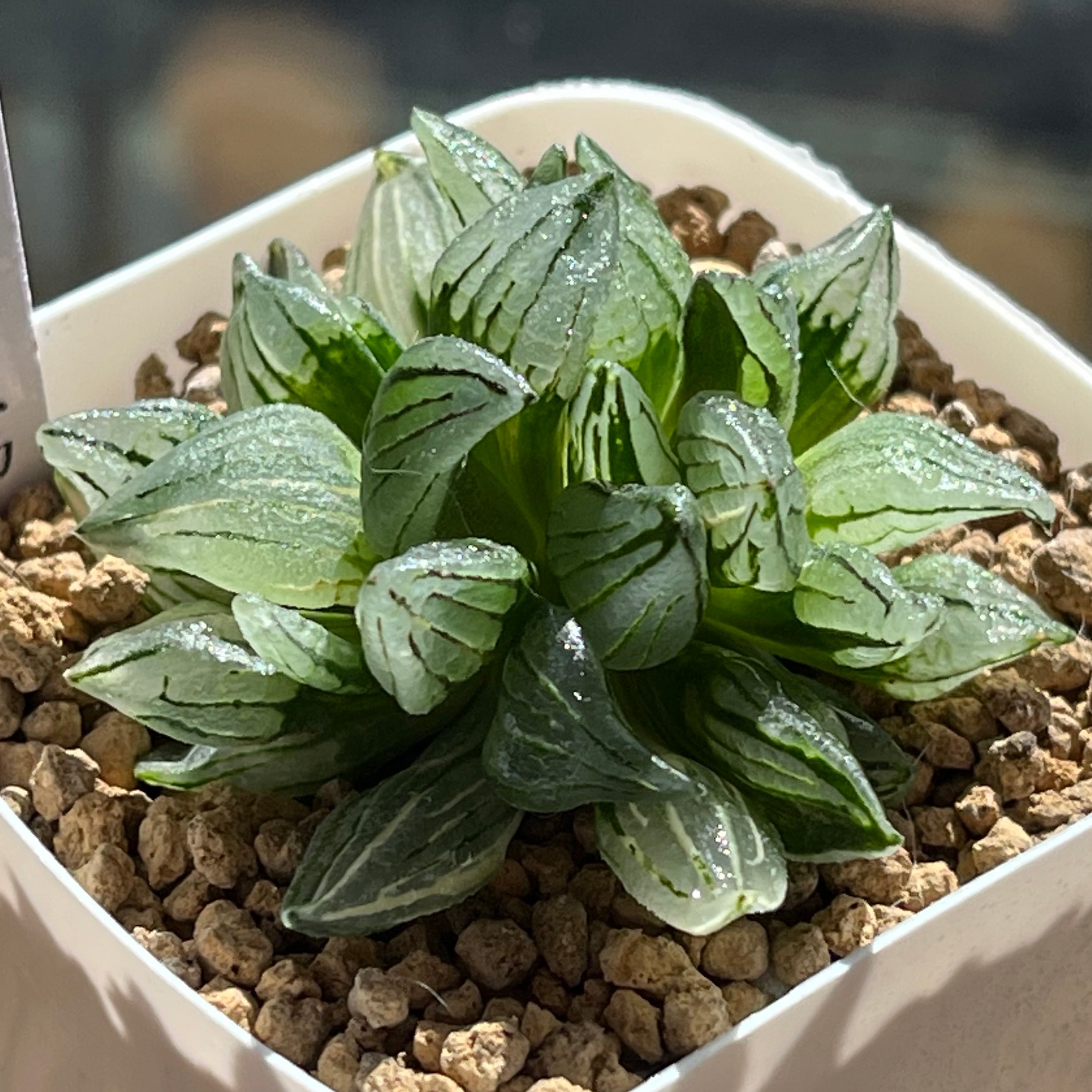 ハオルチア アトロフスカミュータント錦 | mocono_plants