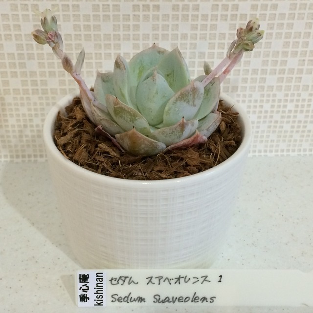 季心庵(kishinan) 多肉植物  セダム スワベオレンス sedum suaveolens 韓国苗 きしんあん 1