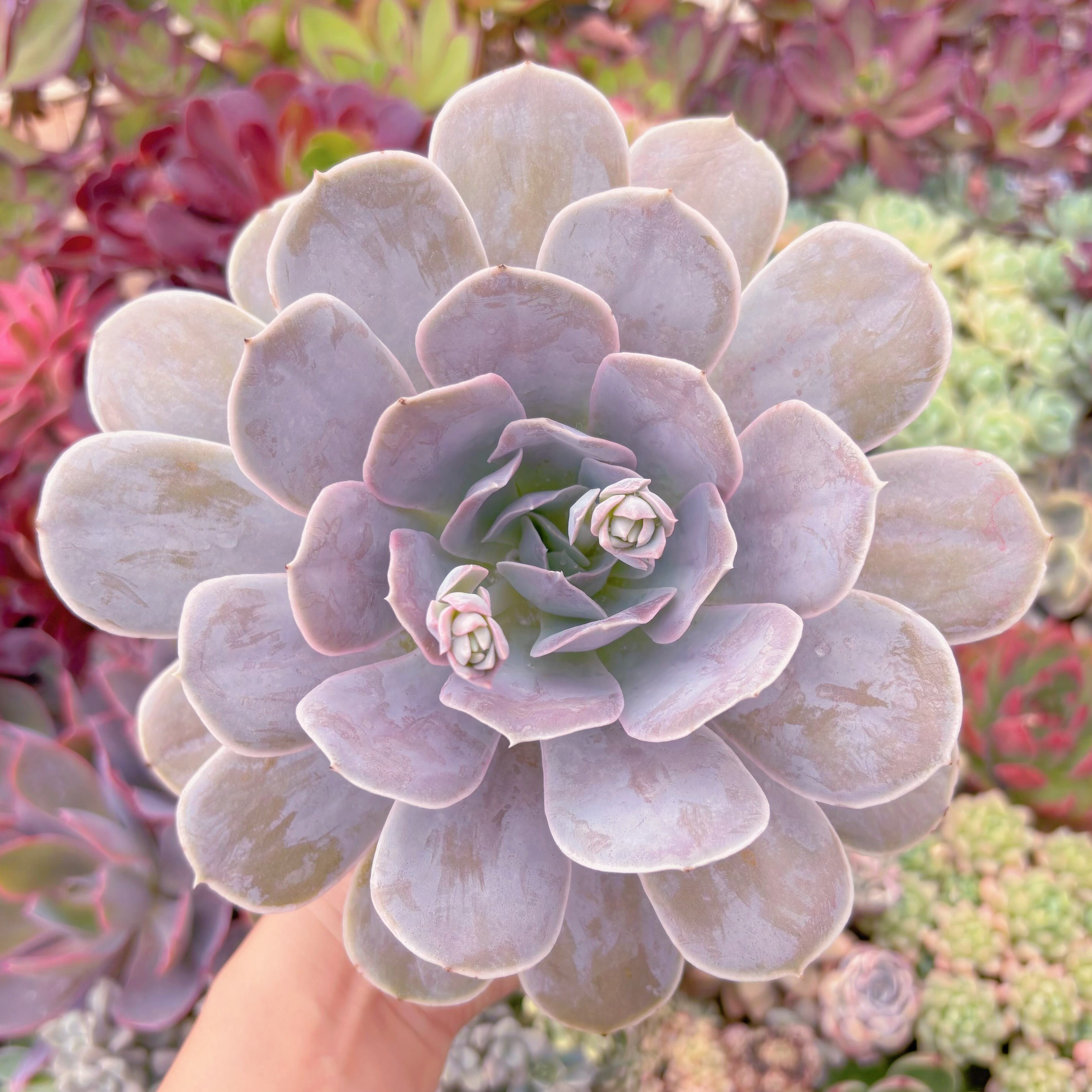 現品　ルンヨニー サンカルロス#546　大苗　るる農園