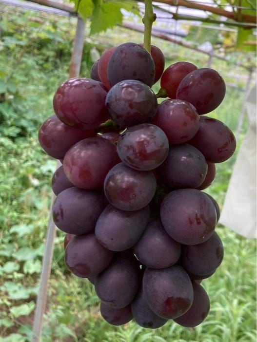 2025年度 家庭用 旬のぶどうセット 1.5kg箱 | 有光農園 NOVA GERAÇÃO