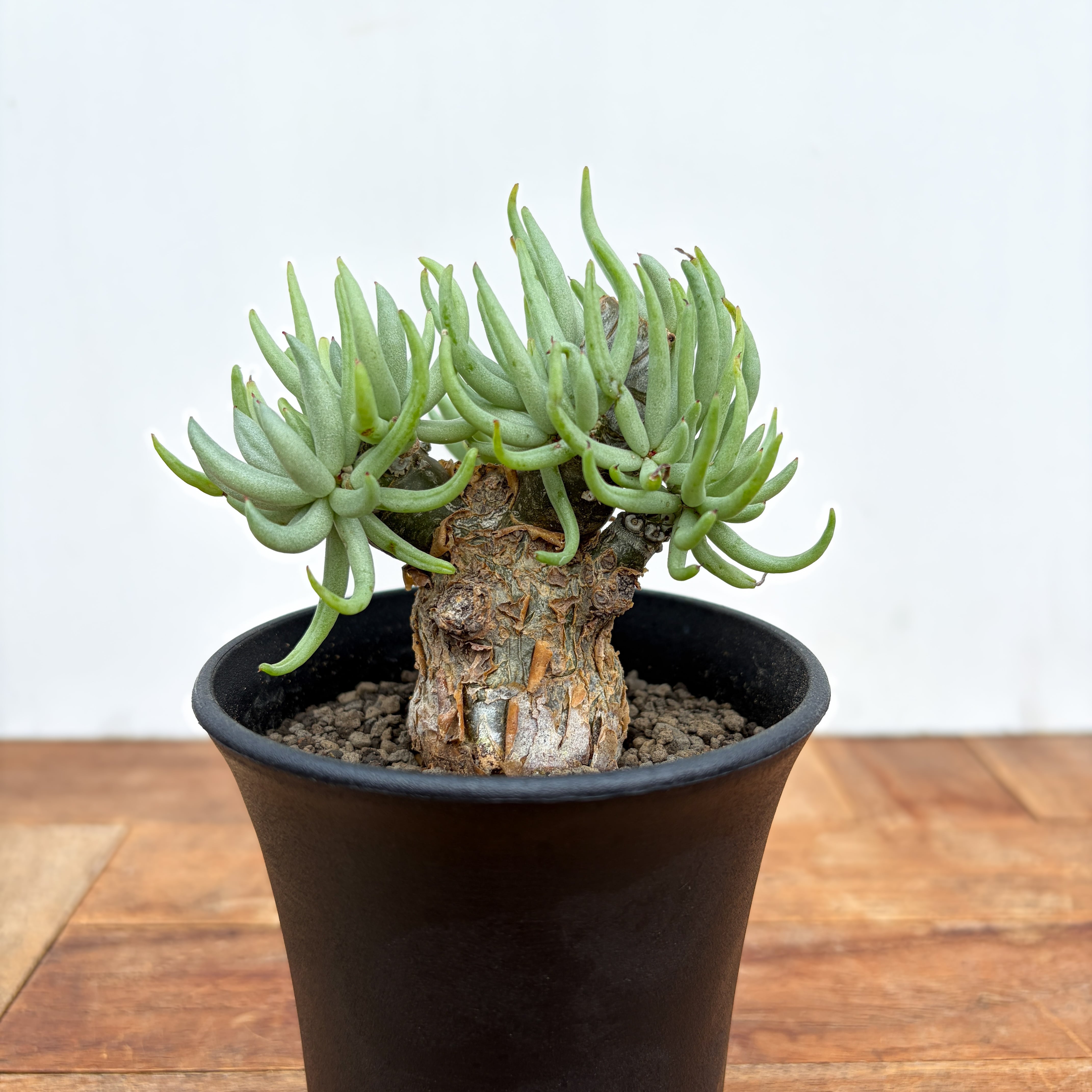 アロエ　ペアルソニー　実生 Yahoo!オークション - アロエ ペアルソニー（Aloe pearsonii）