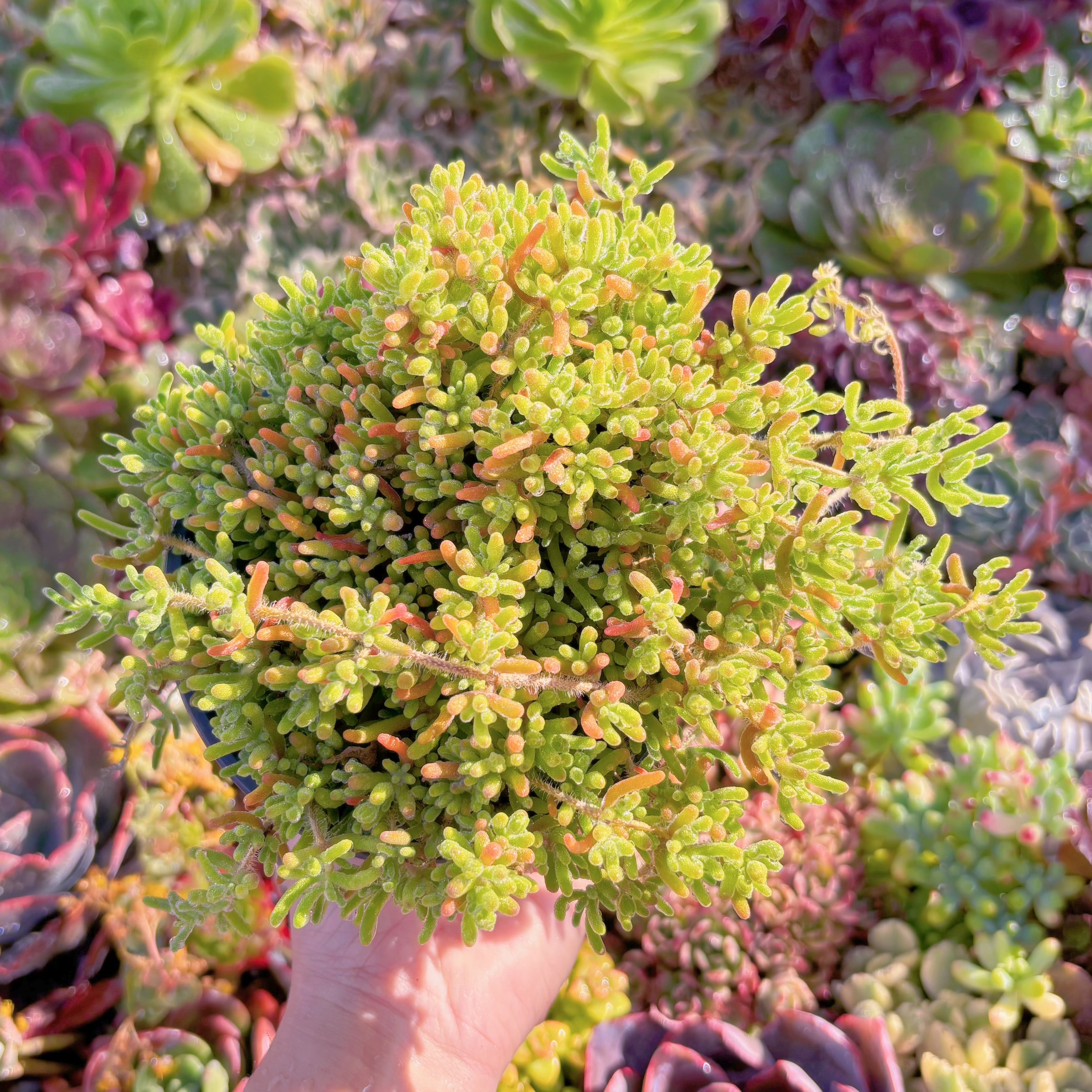 多肉植物　蛍光兎　大群生　新入荷　るる農園