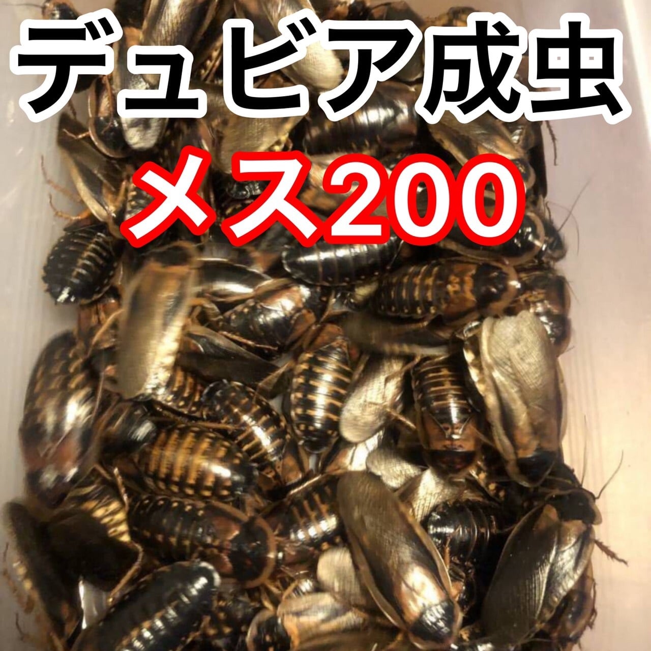 デュビア | Coco Colors