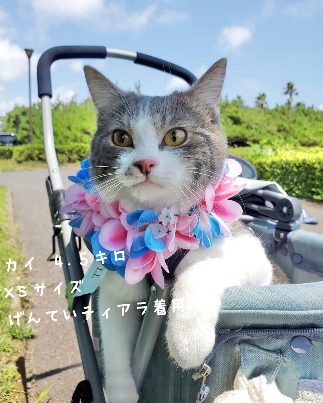 パピーXS 限定ティアラ