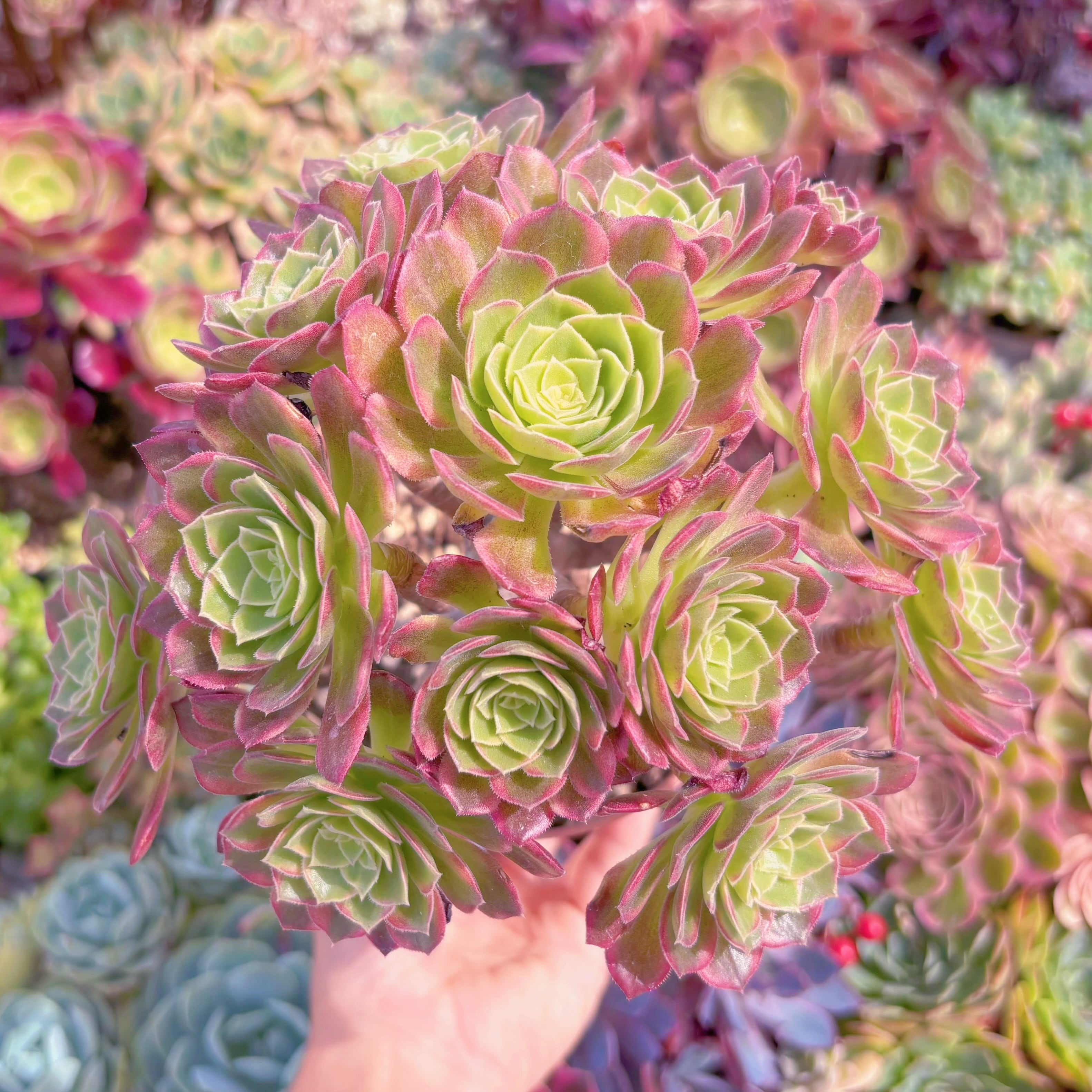 現品　フェスティバル錦#888　大群生　るる農園