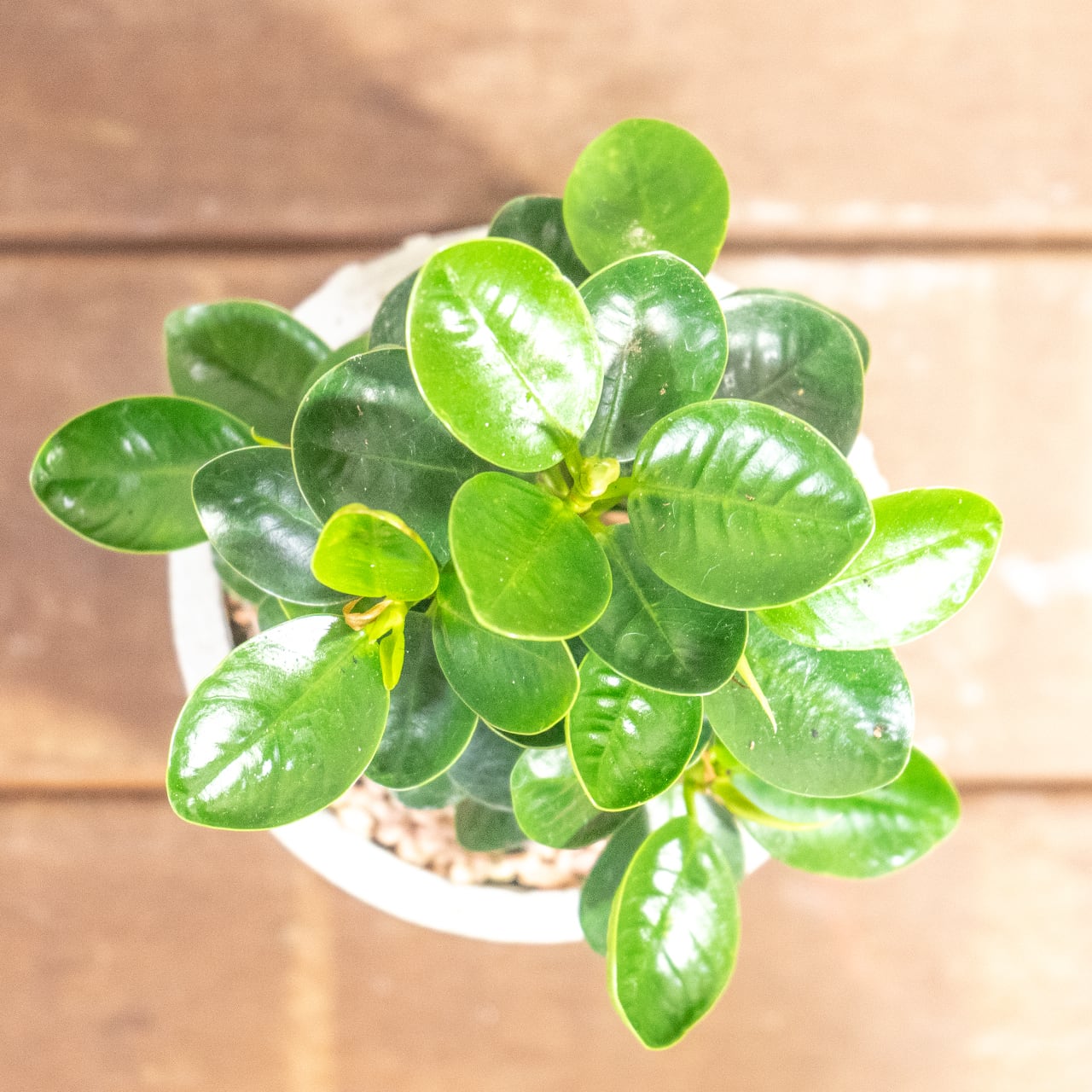 濃い緑の丸葉が密集する、生命力溢れるパンダガジュマル。根腐れを防ぐ独自配合の用土で仕立てた、健康な一鉢。長く愛でてほしい、確かな健康株をお届け。■虫発生抑制【全国一律送料850円】