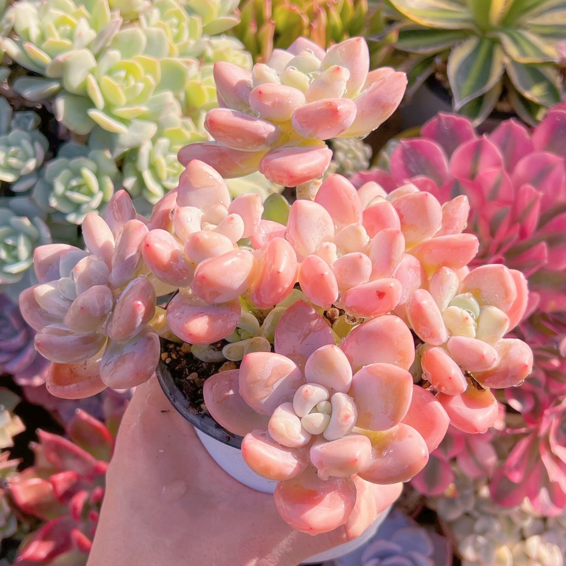 現品　マカロン#018    特大群生　新入荷