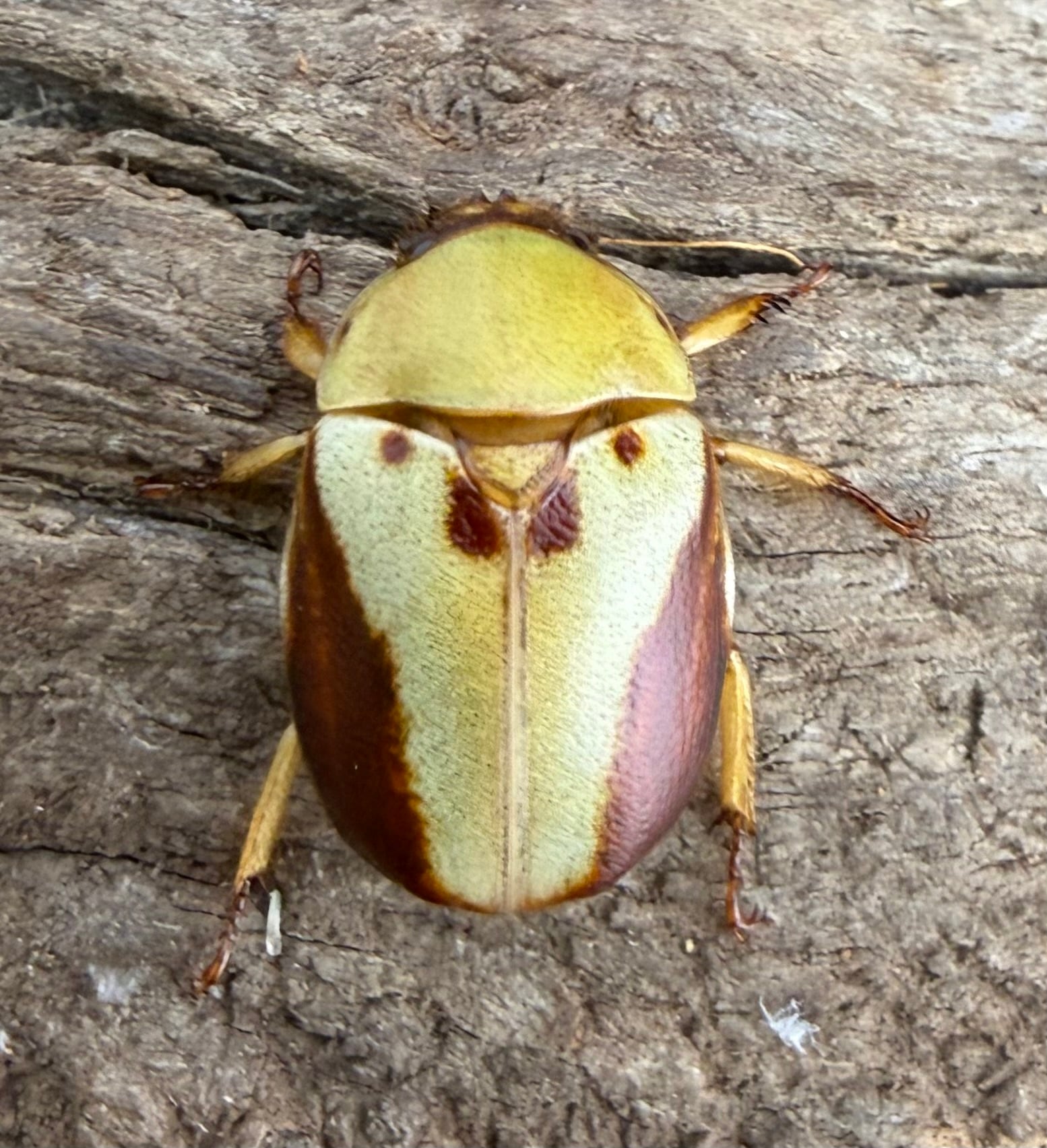 カツラクワガタコガネ 21.5mm ペア》 | KPW公式オンラインショップ