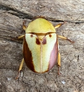 《カツラクワガタコガネ 21.5mm ペア》