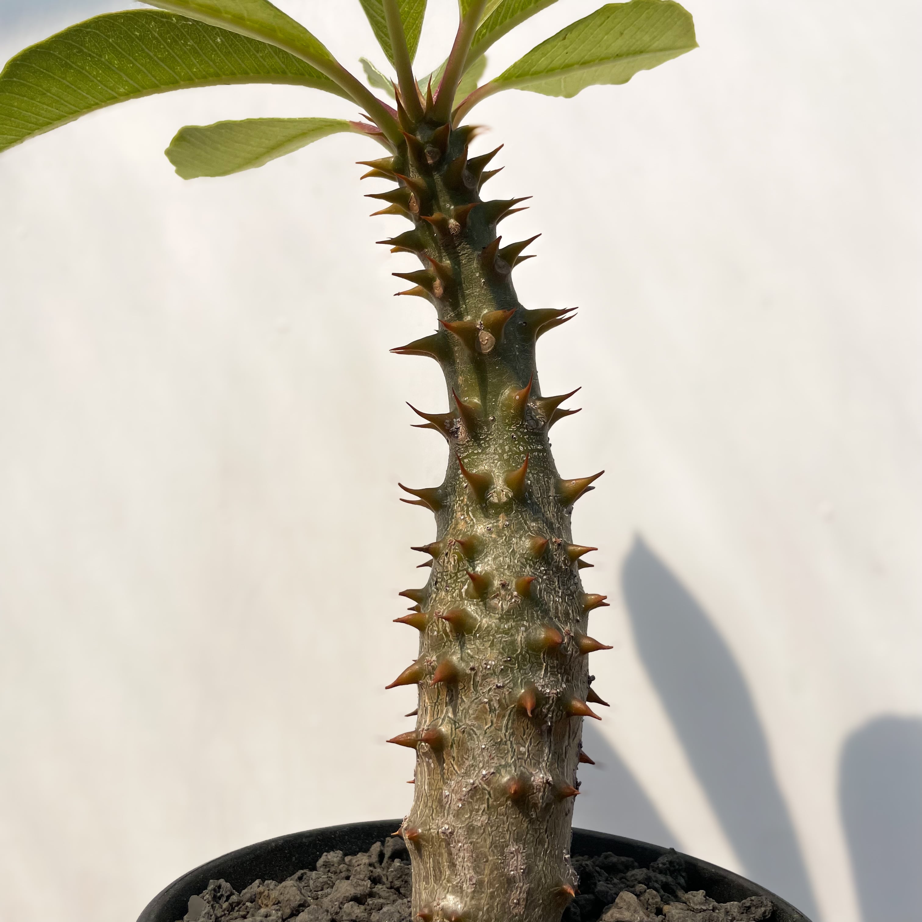 パキポディウム　バロニー　国内実生 パキポディウム バロニー 実生② | hanayoshi-botanical