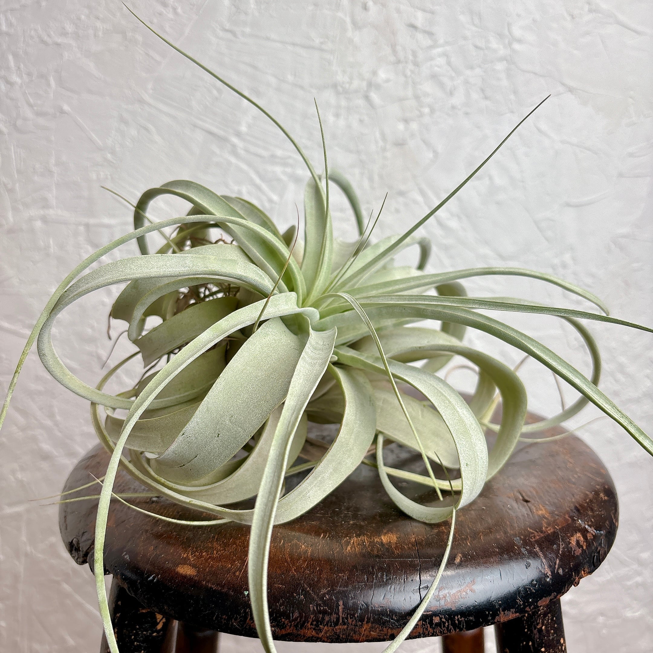 チランジア キセログラフィカ [ エアプランツ ] | yu25plants