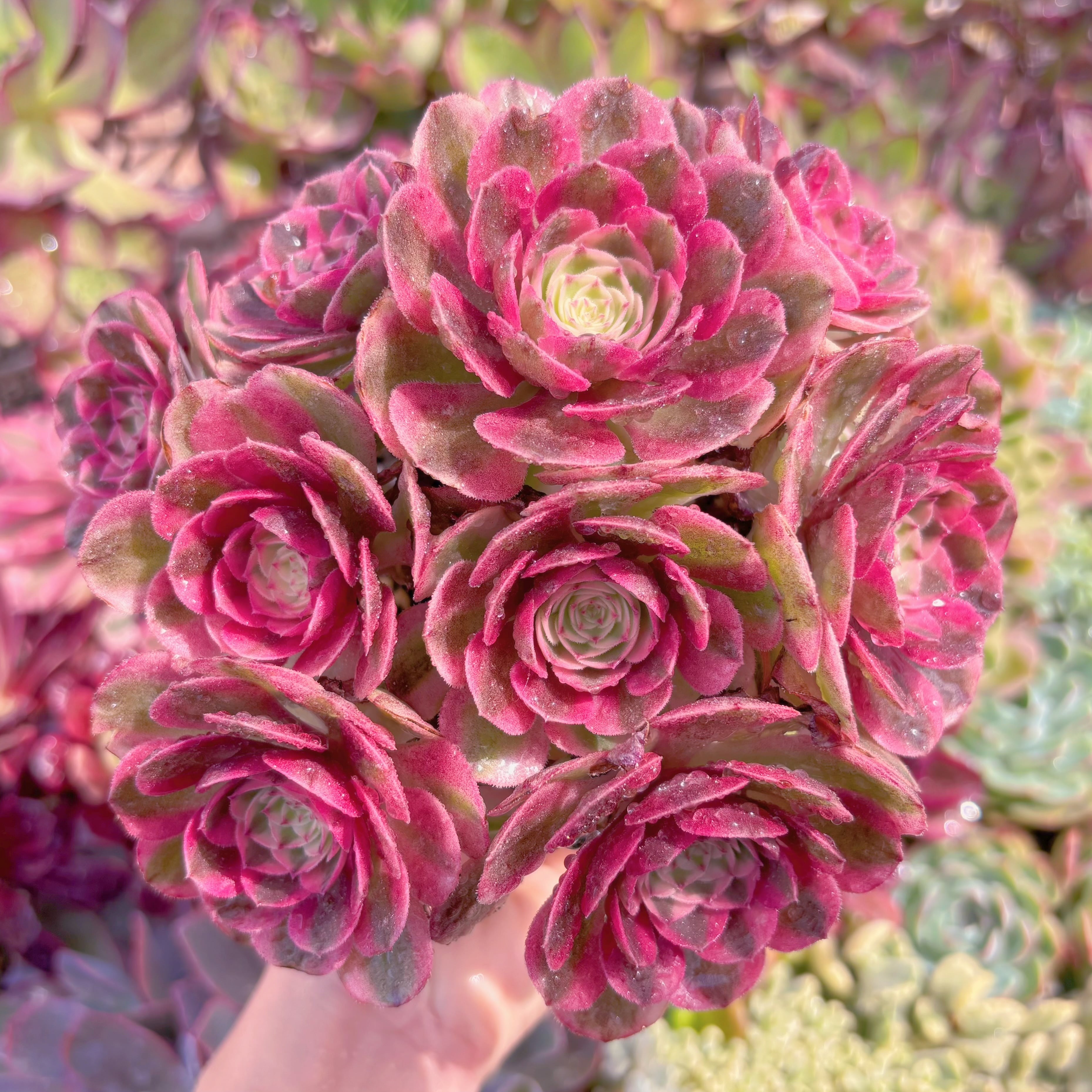 現品　ハロウィン白錦#B75　大群生　るる農園