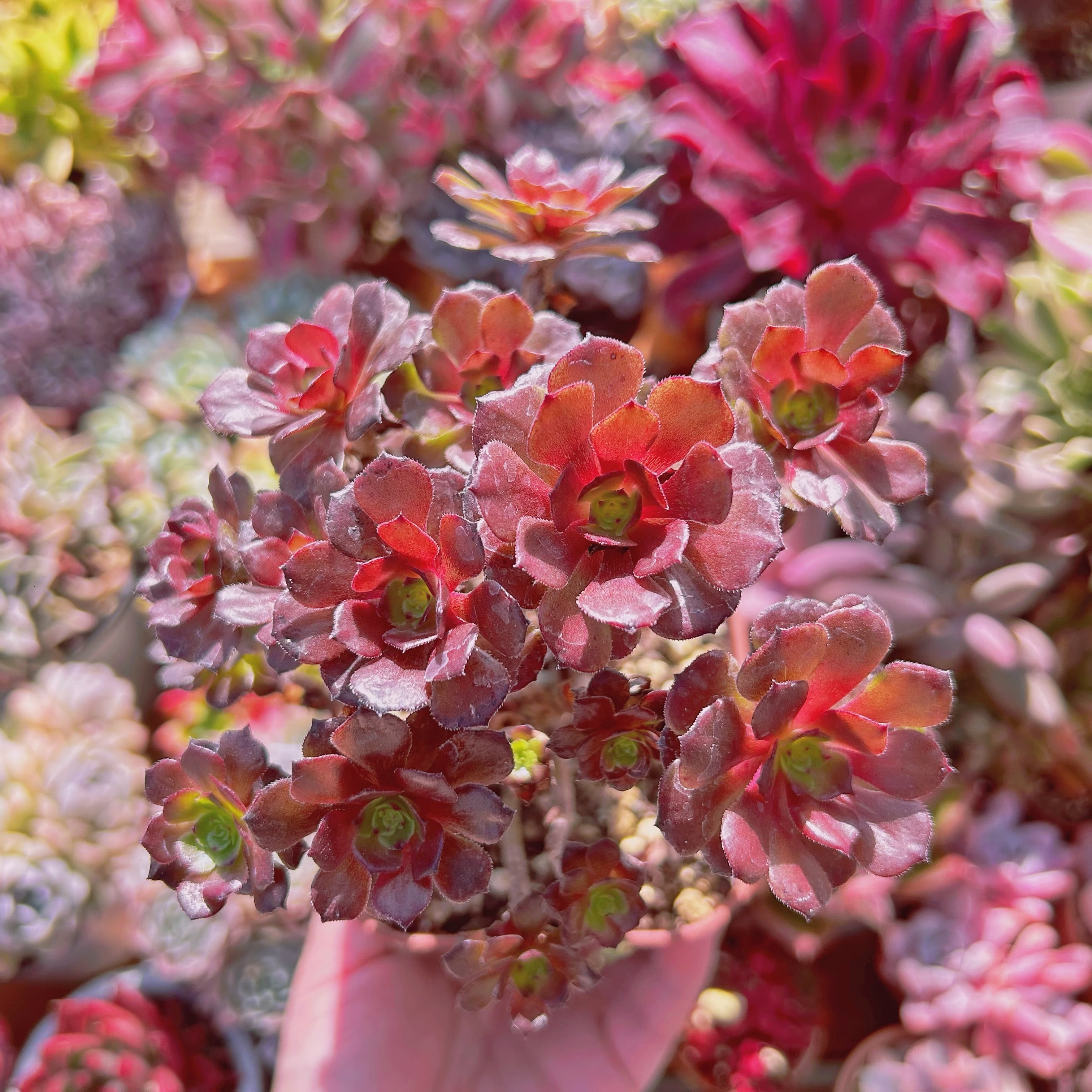 #310現物　多肉植物　黒銅壺　特大　抜き苗