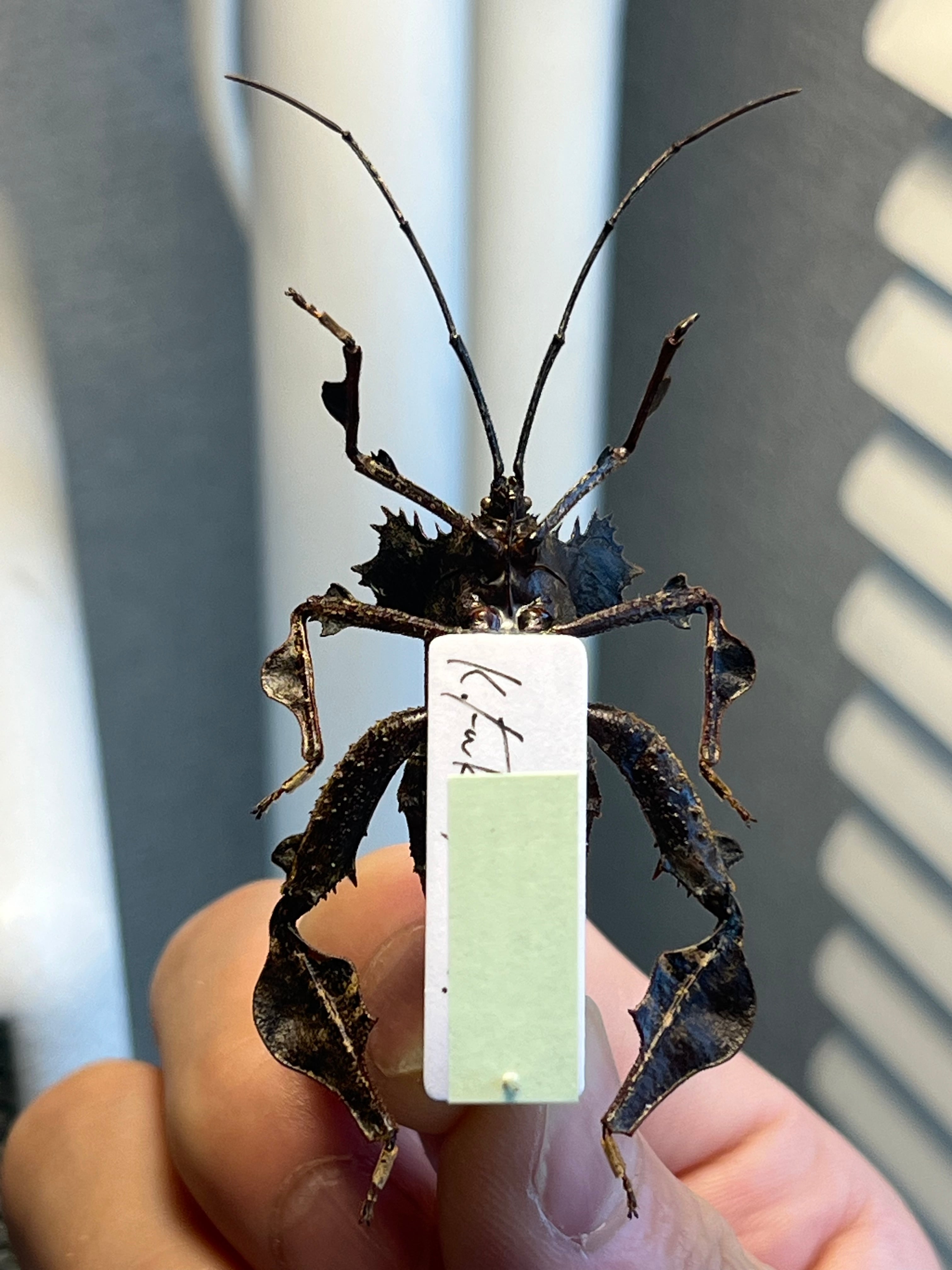 極美展足】オウサマヘリカメムシ 37mm サシガメ甲虫昆虫標本ハムシフン