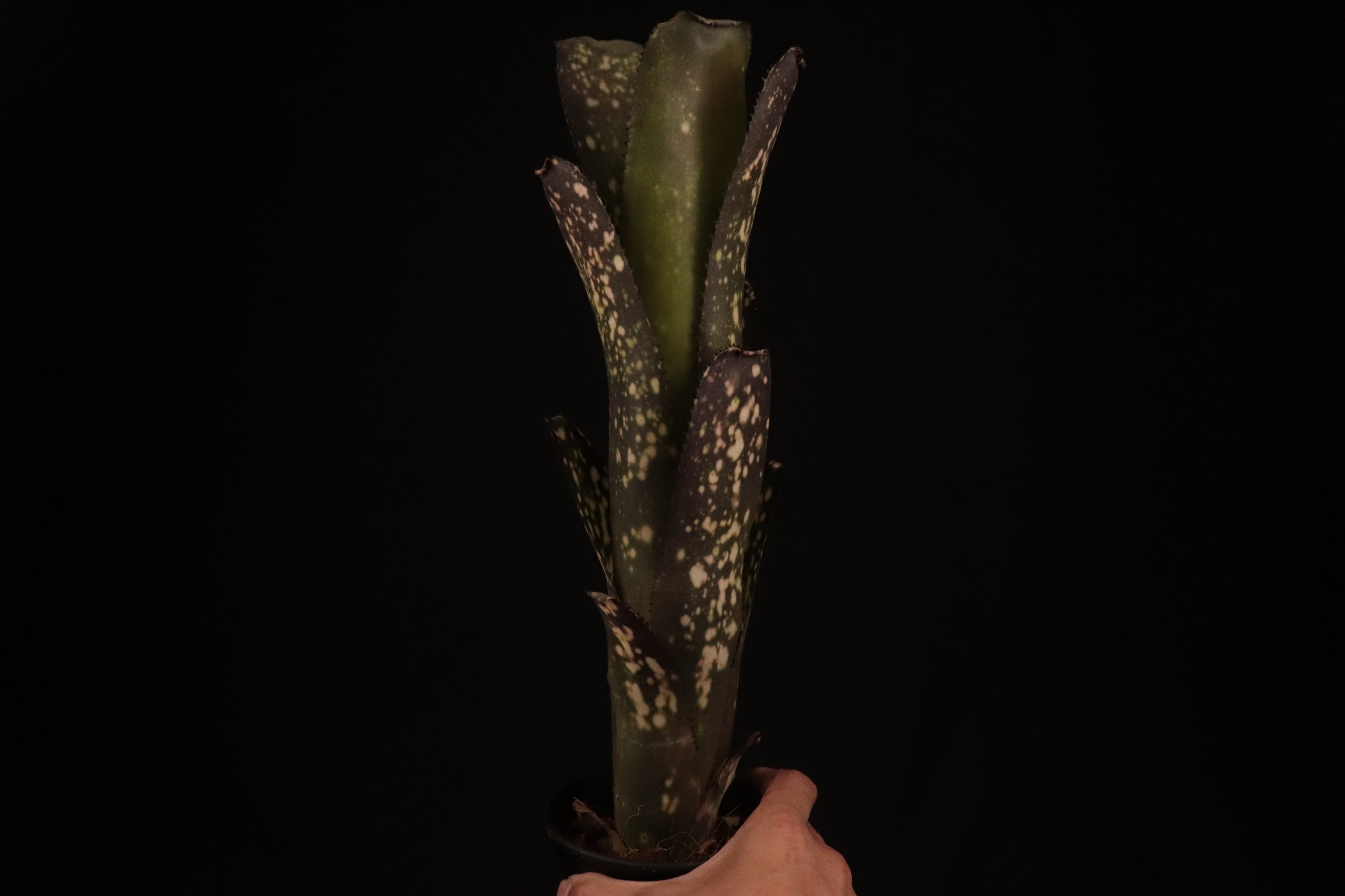 送料無料】Billbergia 'Ole'〔ビルベルギア〕現品発送B0169 | plane plants