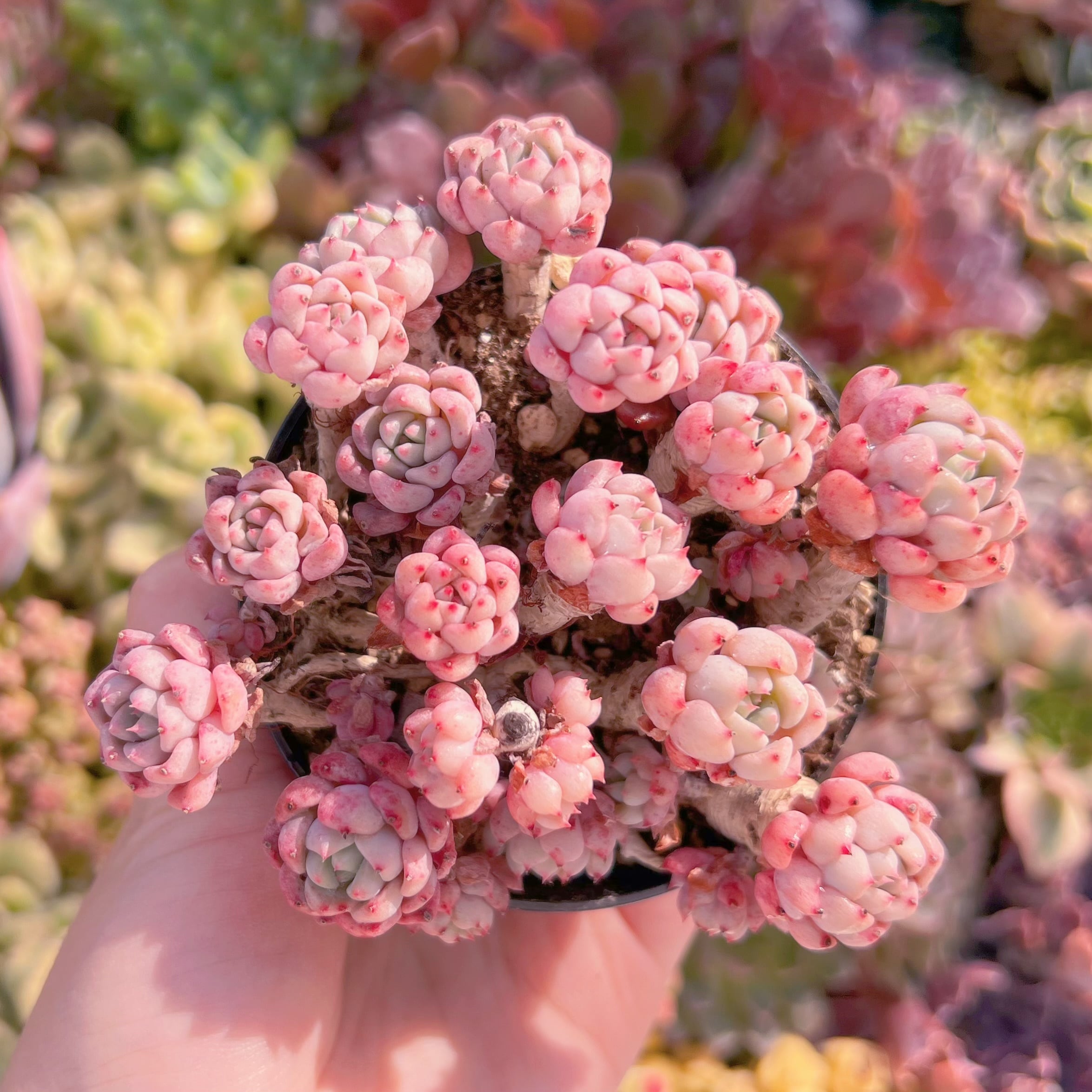 現品　スノーピーチ#906　群生　るる農園