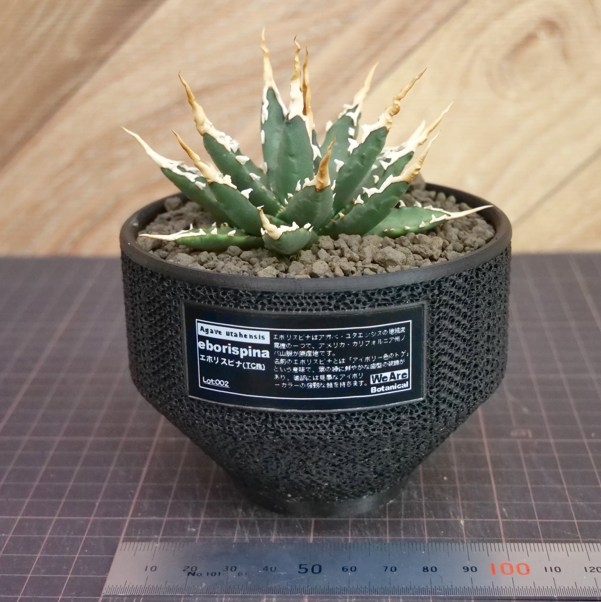 Agave utahensis eborispina アガベ エボリスピナ（実生3年） / 中株
