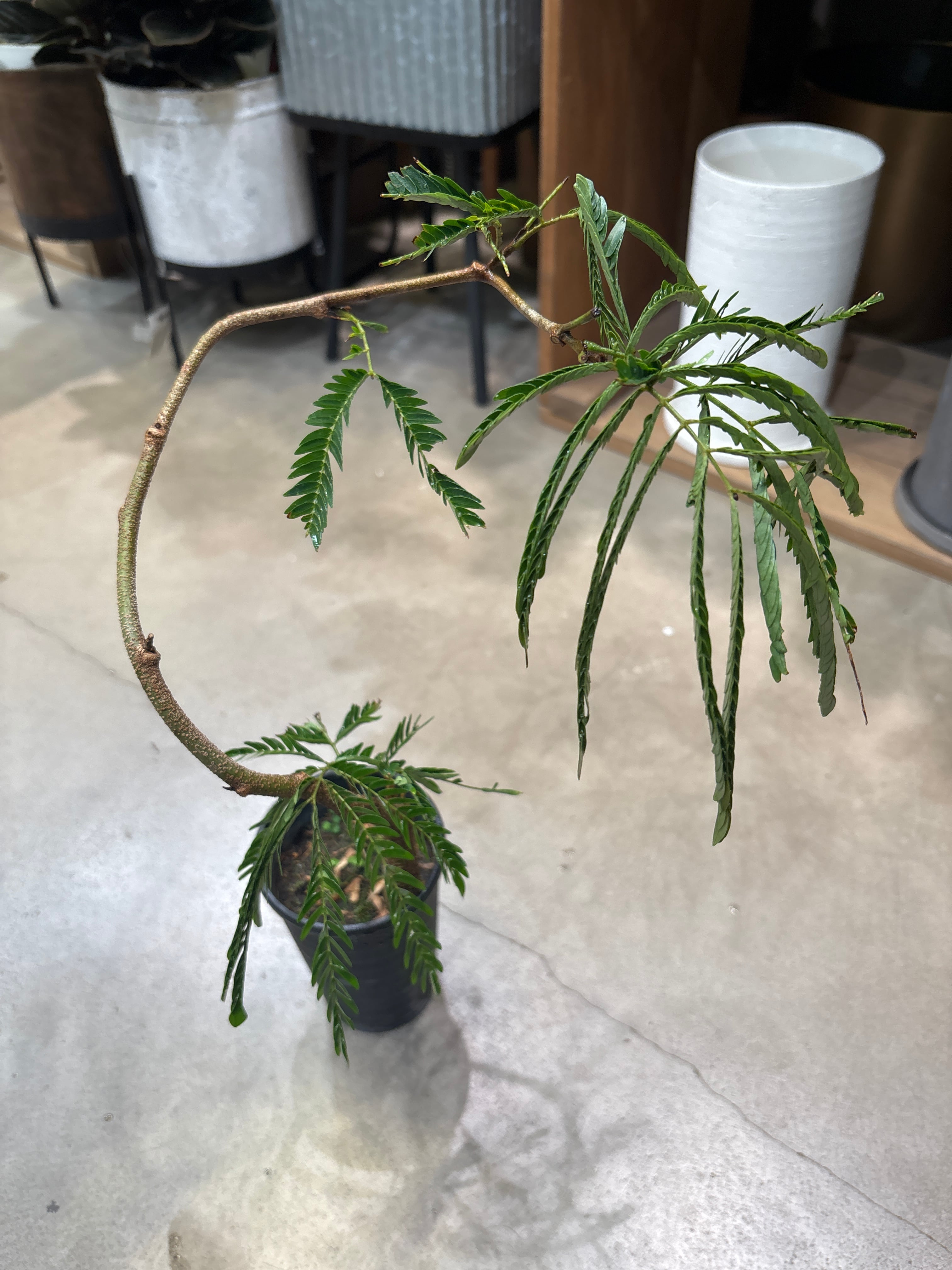 コルジリネ ジニーサイクロン | MIDORIYA 観葉植物専門店