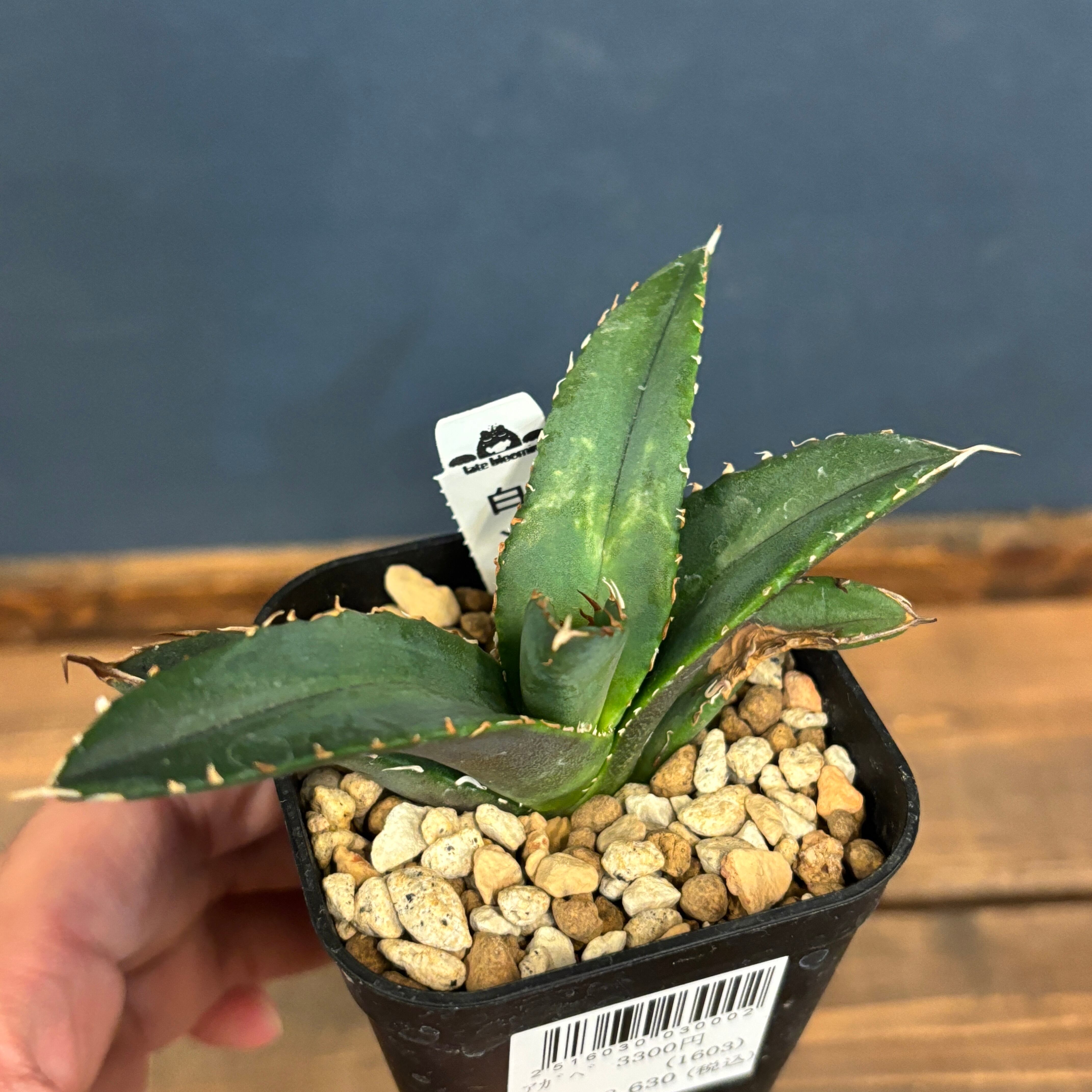 アガベ | PROTOLEAF プロトリーフ