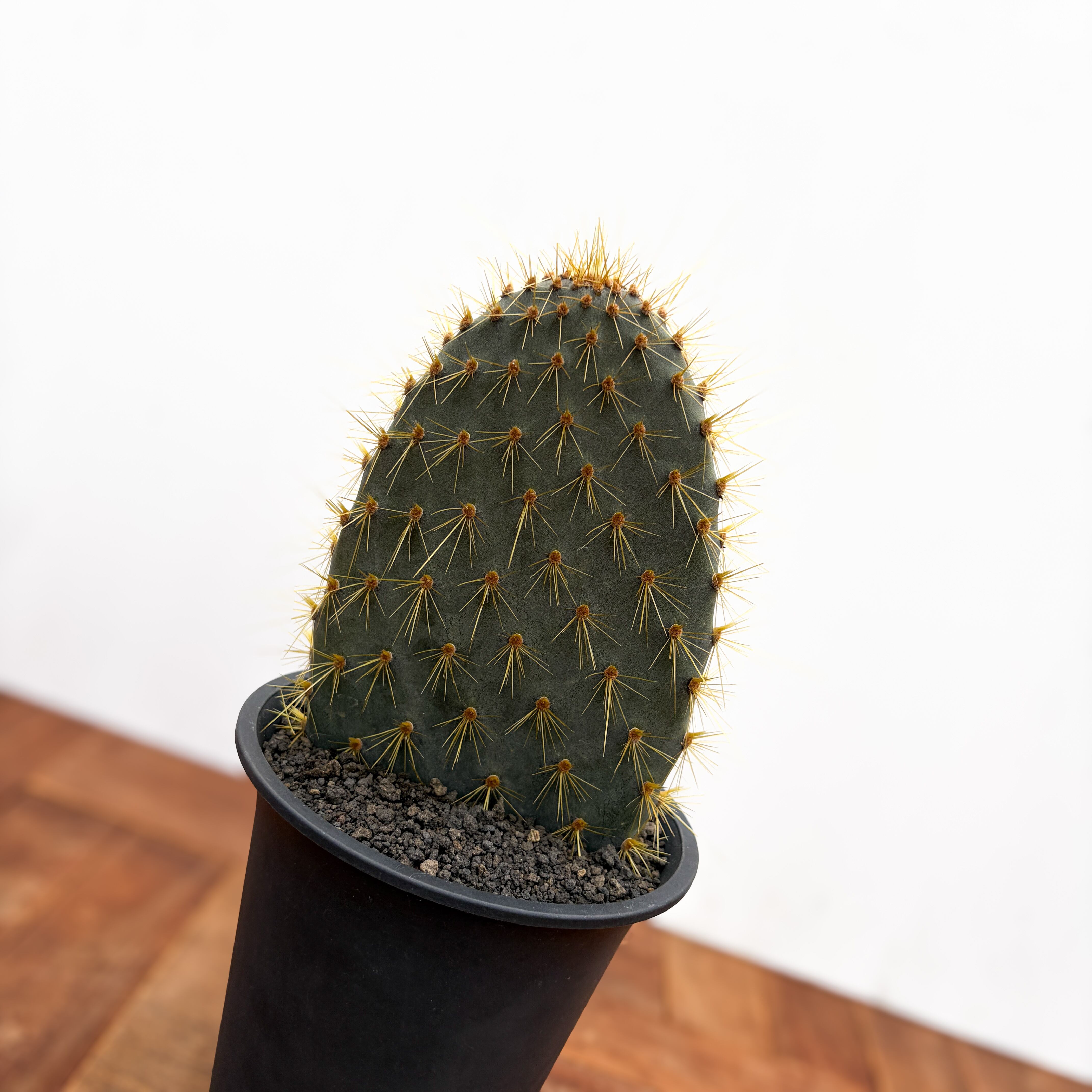 ガラパゴス団扇　黒肌強刺opuntia galapageiaガラパゲイア 05人気植物‼️肉厚 ガラパゴス団扇 黒肌金棘 オプンチア ガラパゲイア