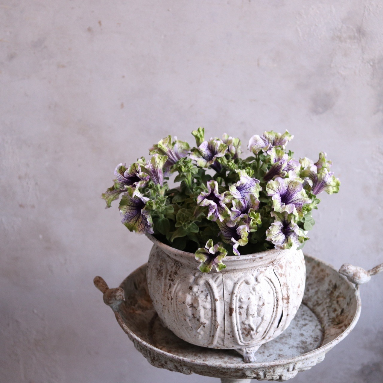 mondimanche ペチュニア　アマゾナスプラムコカトゥー｜暑さに強い夏のお花　夏の寄せ植えにオススメ