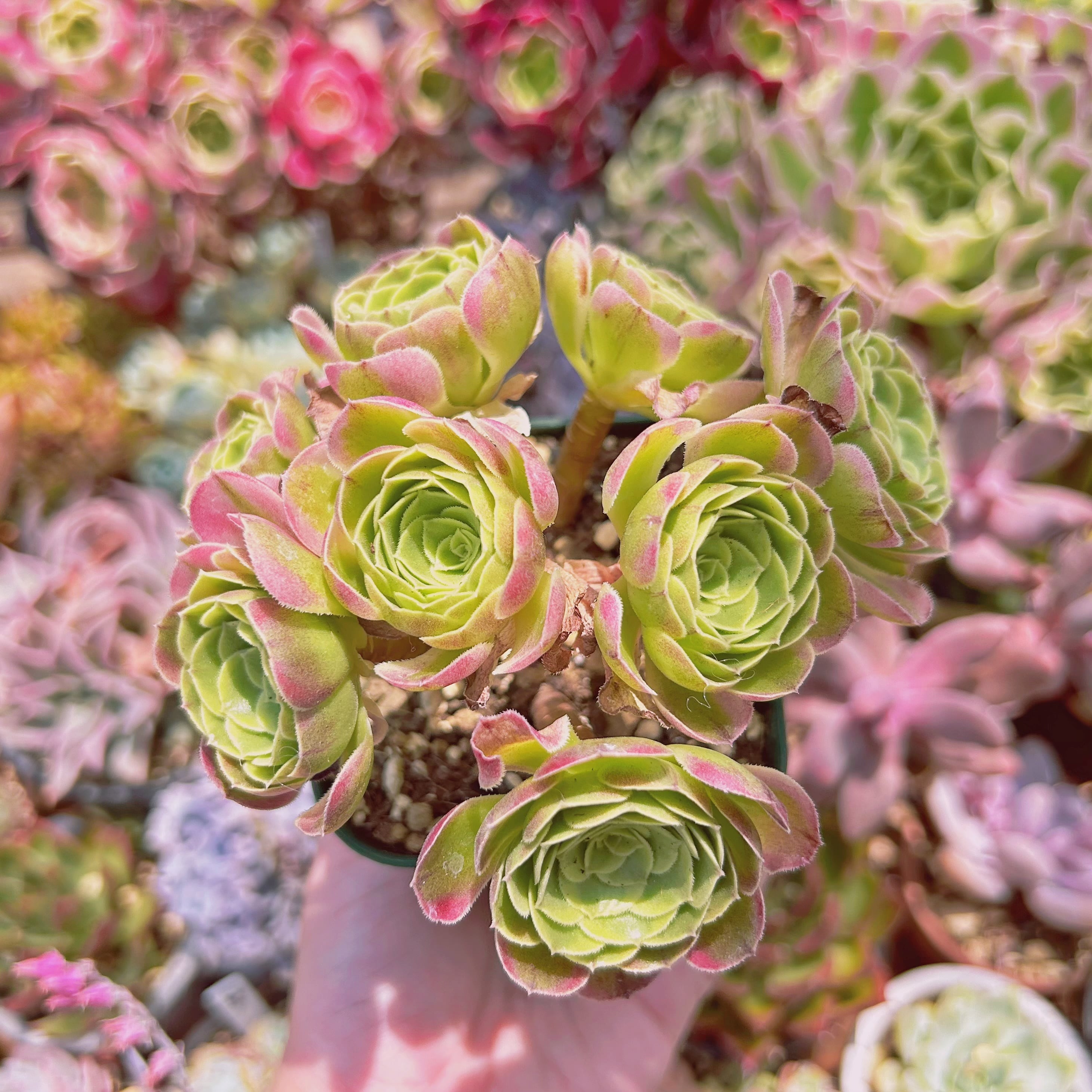 #067現物　多肉植物　Aeonium ゴールドハロウィン　抜き苗