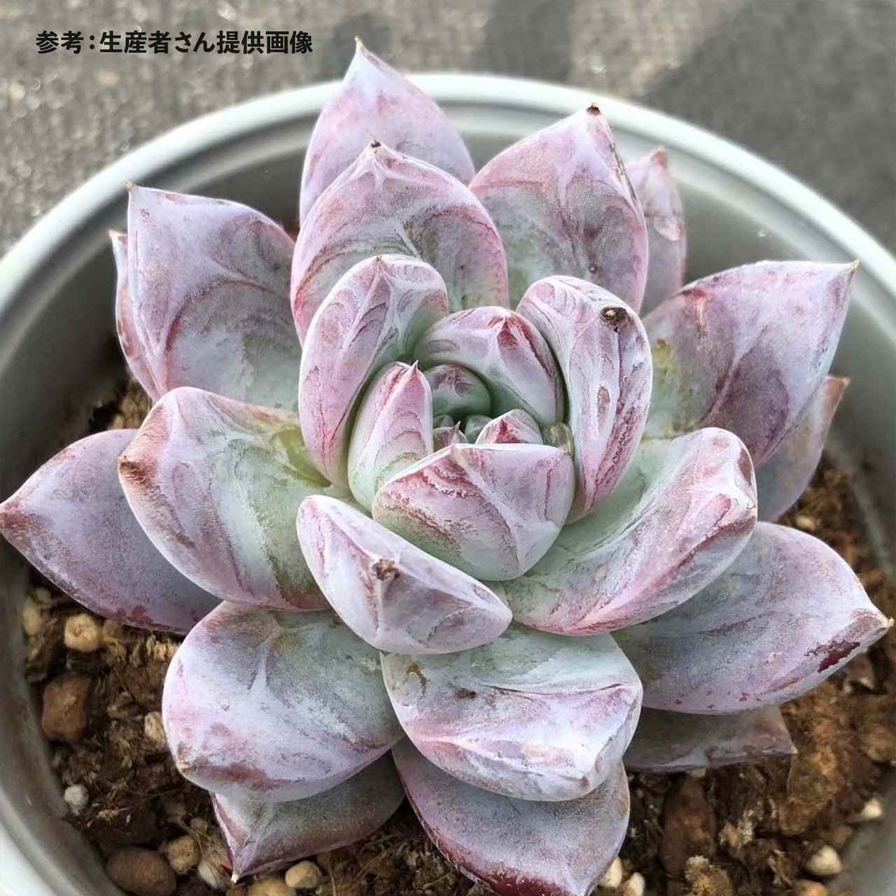 カット苗 ブラックサバス Echeveria 'Black Sabbath'