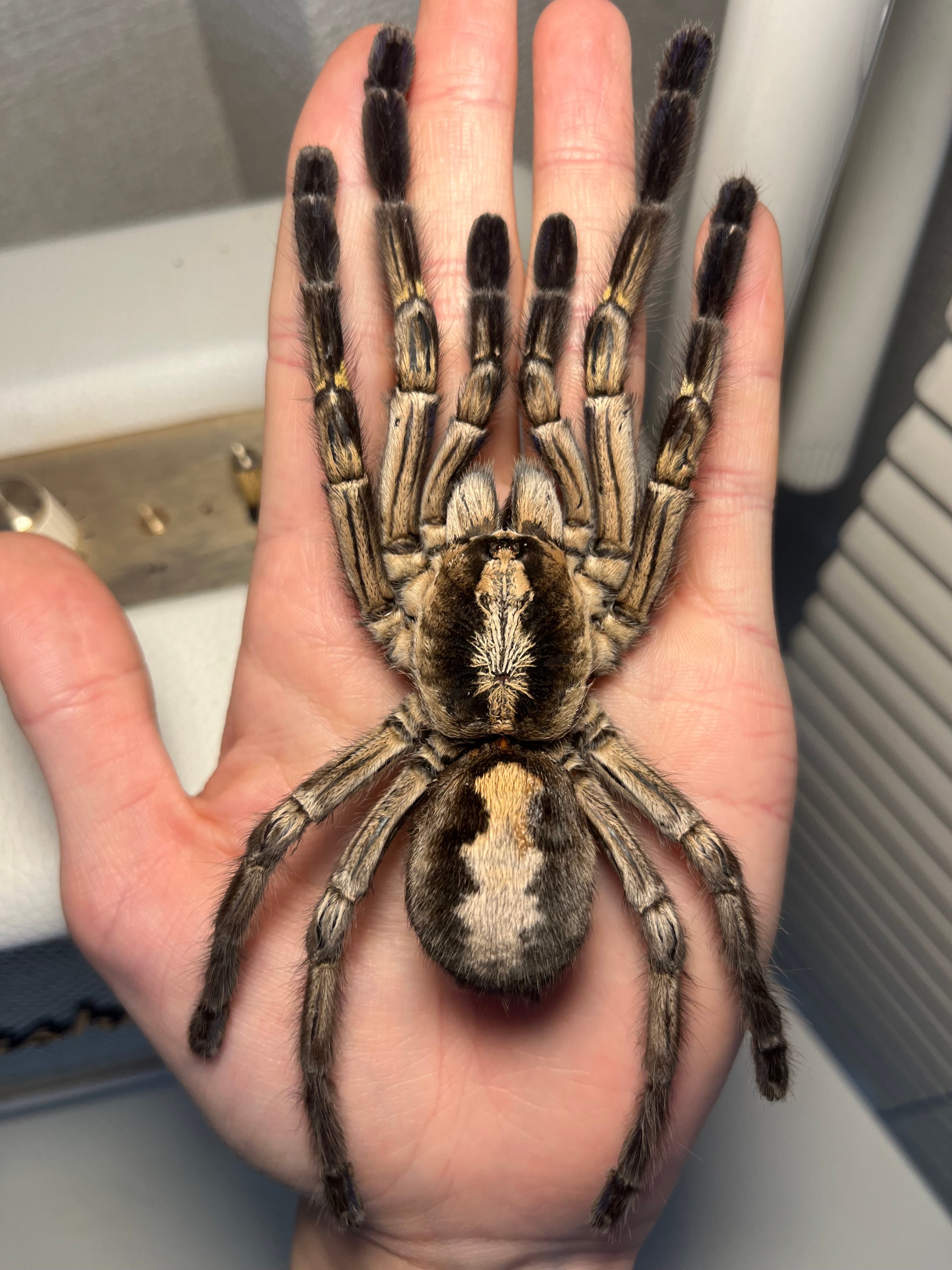 Poecilotheria | オモニキチュウ