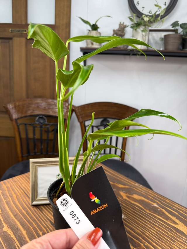 ★873【芽吹きから広がる未来のフォルム】モンステラ バールマルクスフレーム（4号ポット）