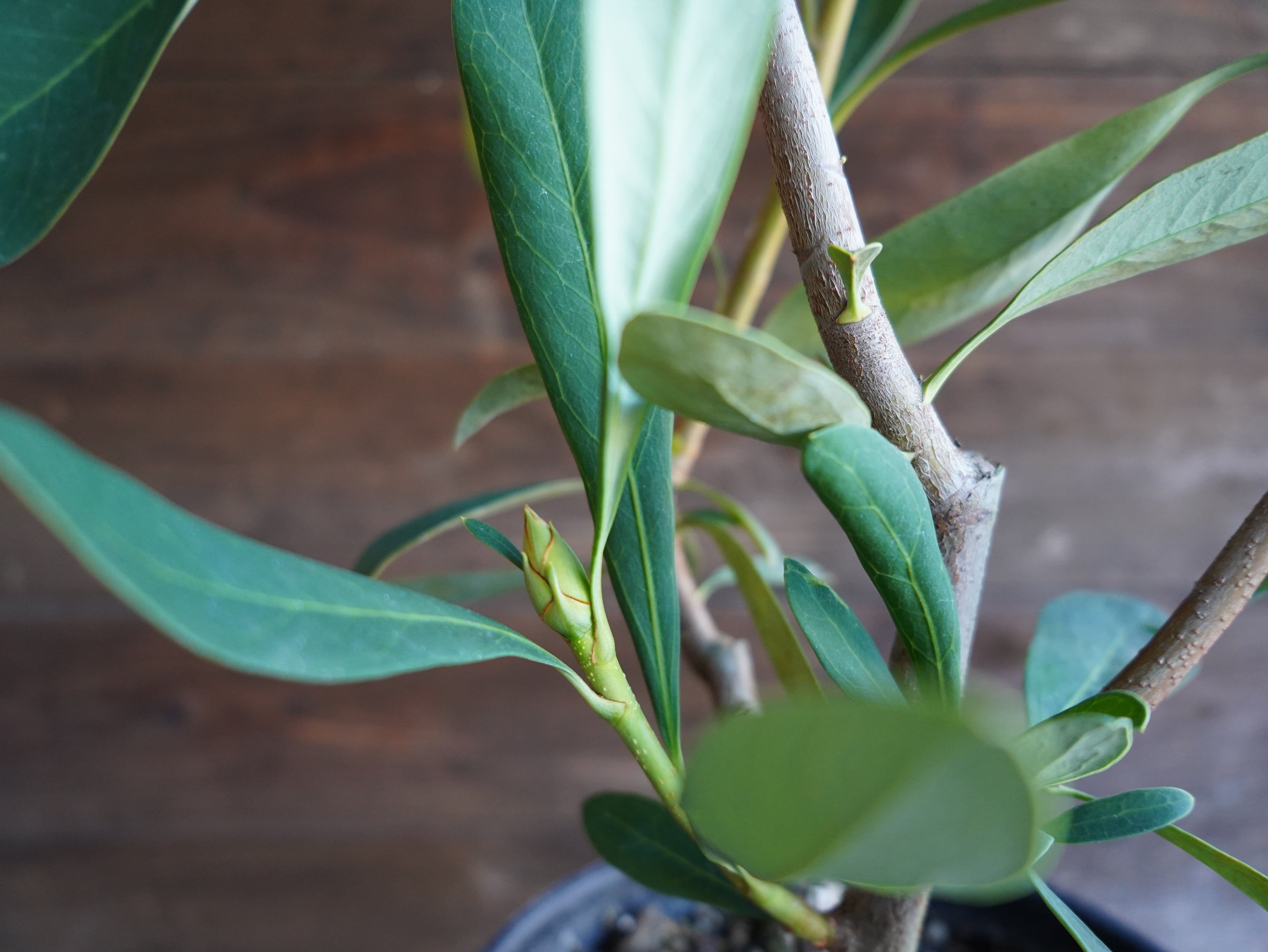 【現物】テロペア ”シェイディレディホワイト”