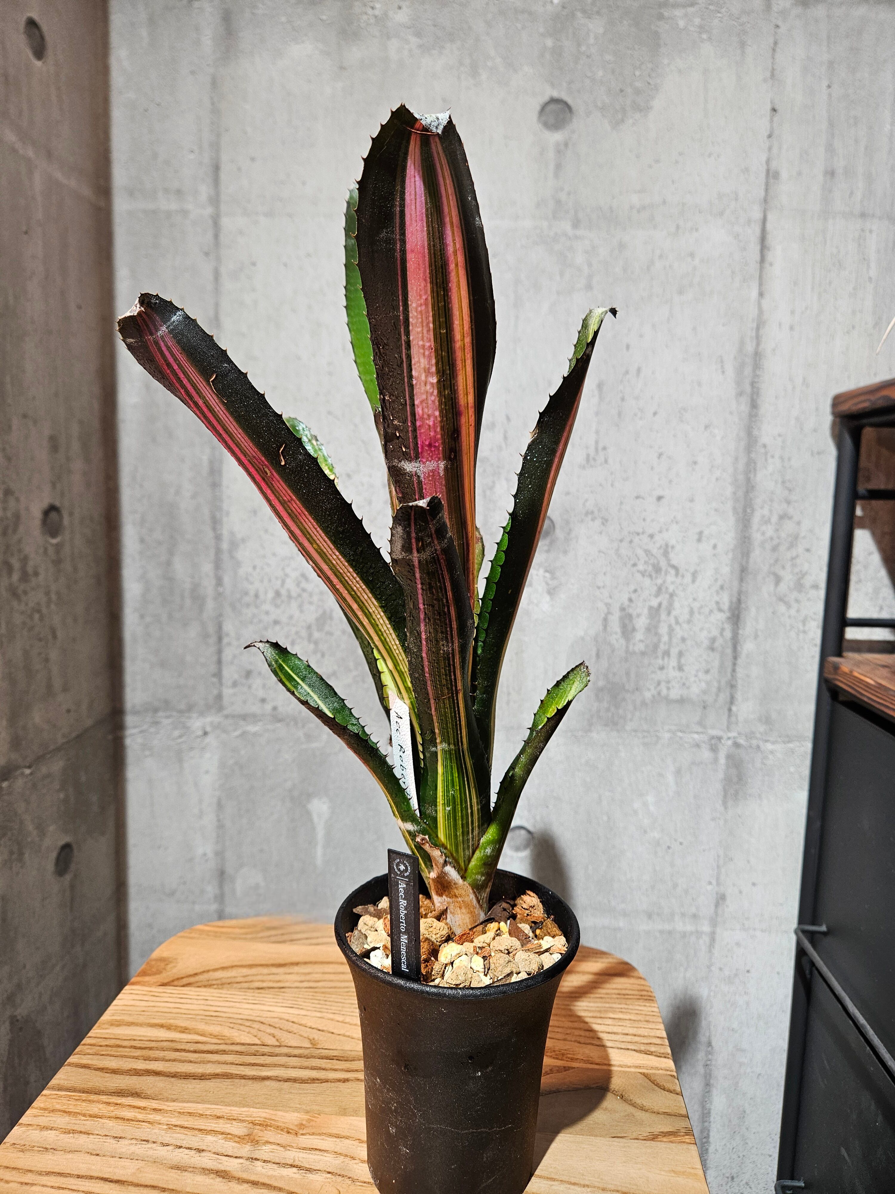 ブロメリア　コレクション Aechmea roberto-seidelii Aechmea chantinii Roberto Menescal artPLANTs エクメア⁄タンク