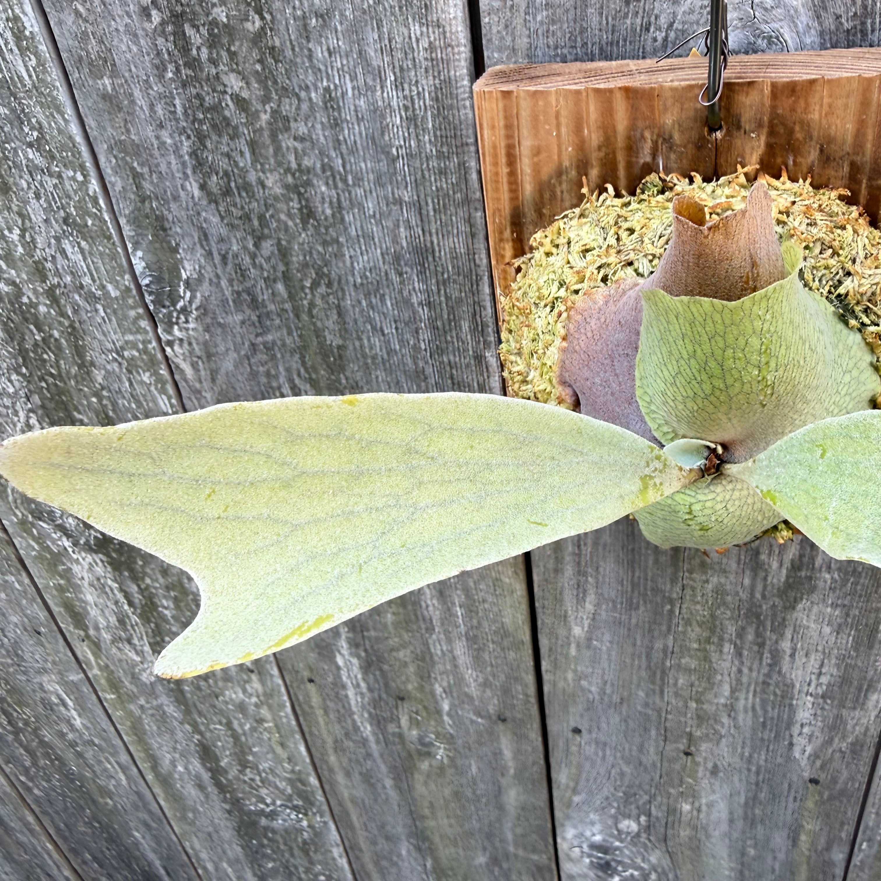 P. Blue Moon sporelings | naturefix