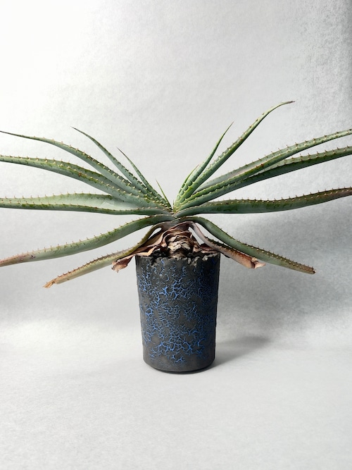 アロエ・スプラフォリアータ